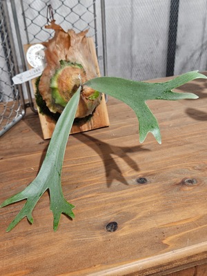 P.willinckii 印尼野採爪哇【artPLANTs/PLANTS GARAGE 】ビカクシダ/Platycerium