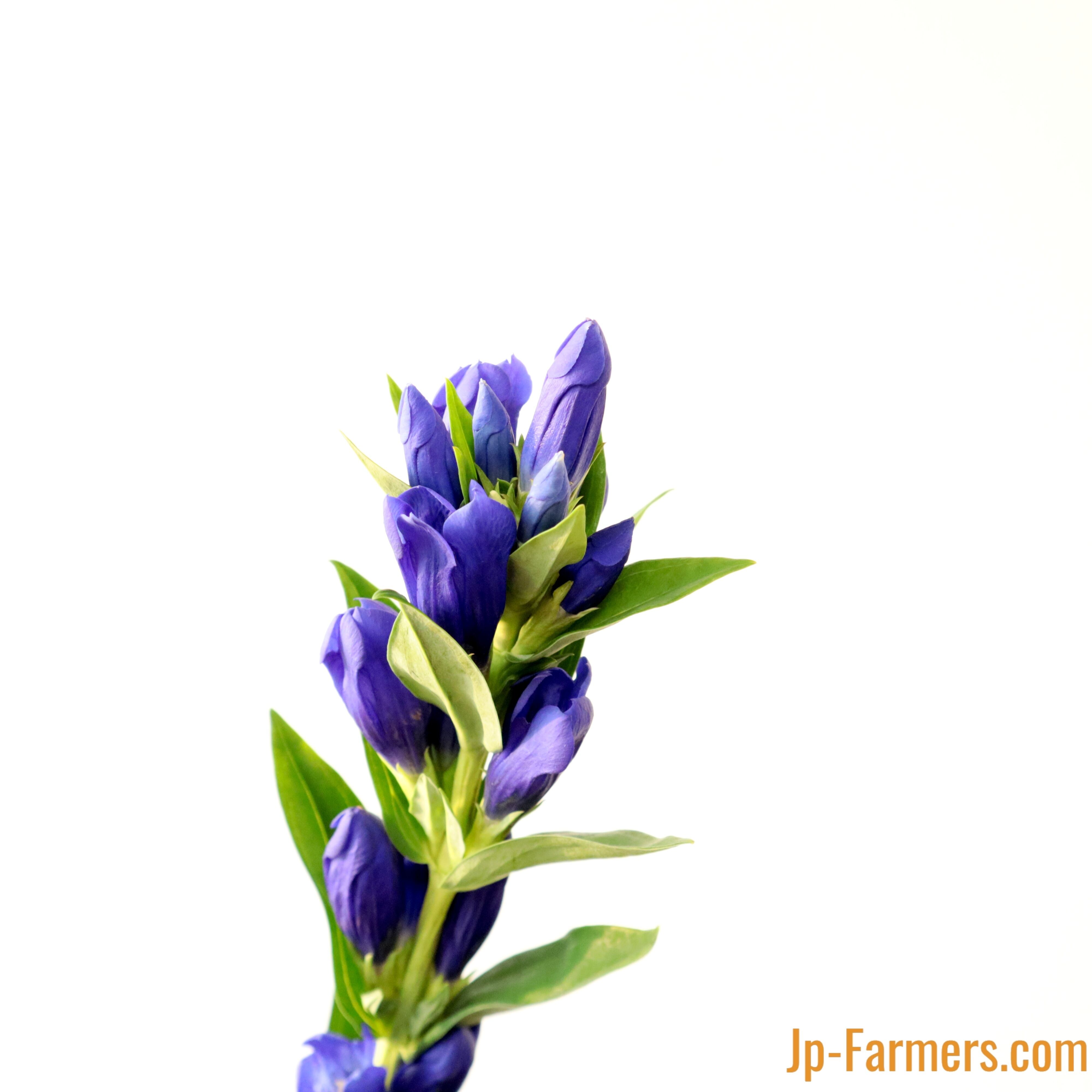 信州諏訪農協 リンドウ アルプスの蒼風 10本 | 新鮮お花問屋 Jp