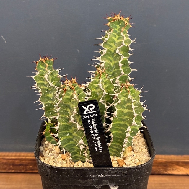 【新着3日限定10%OFF】ユーフォルビア ノベリー【535】