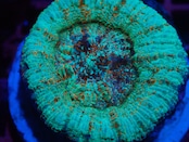 【現地買付】Achanthastrea Maxima Premium