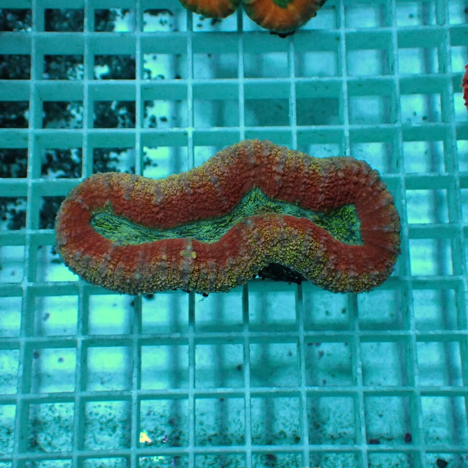 その他 | HOUSE REEF(ハウスリーフ)サンゴ・海水魚・海藻・通販・大阪