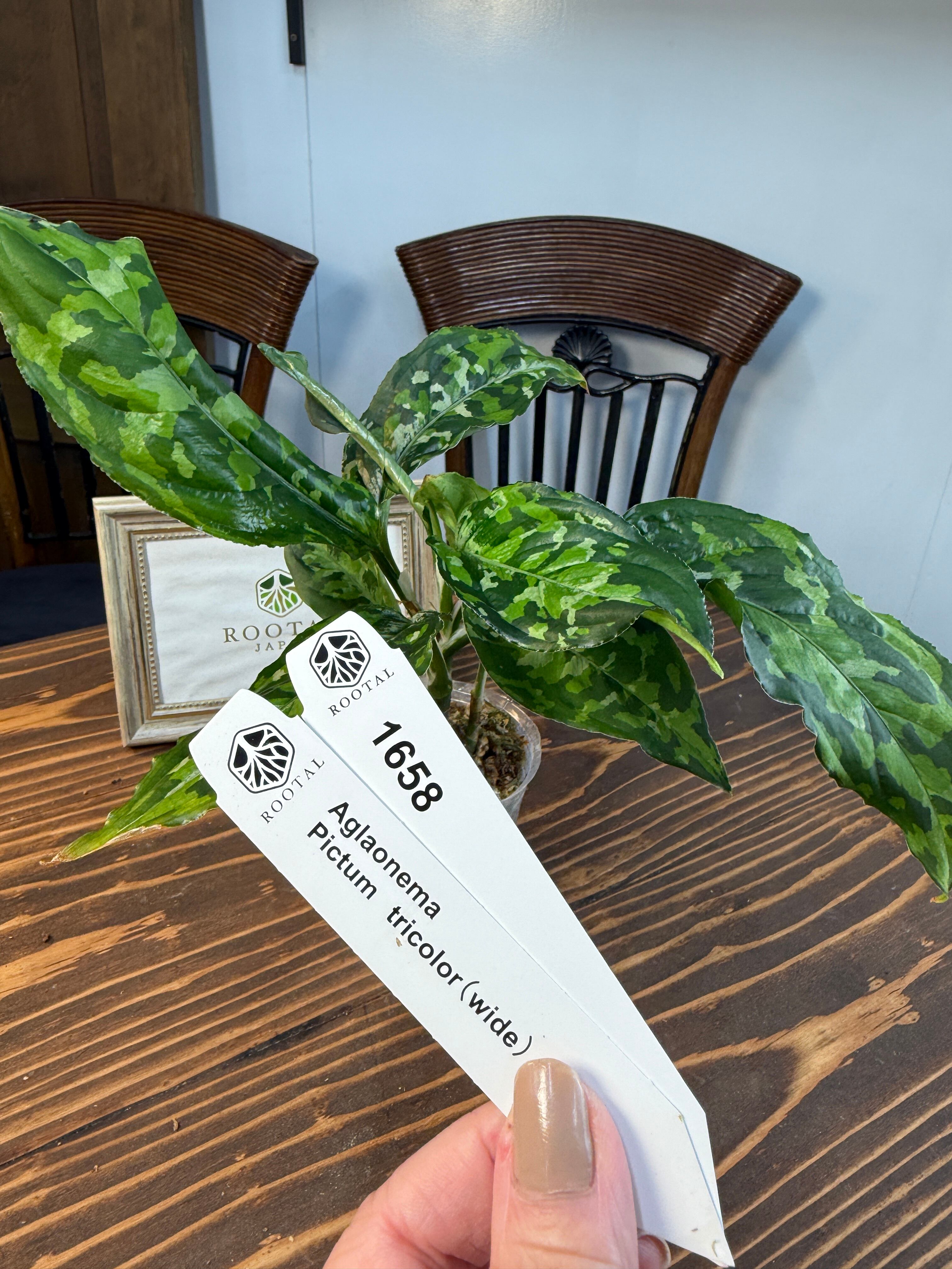 アグラオネマ | ROOTALPLANTS