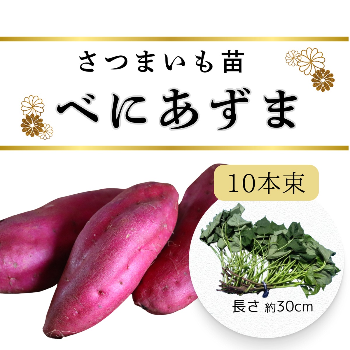 べにあずま苗 10本束 | 徳島の芋やけん