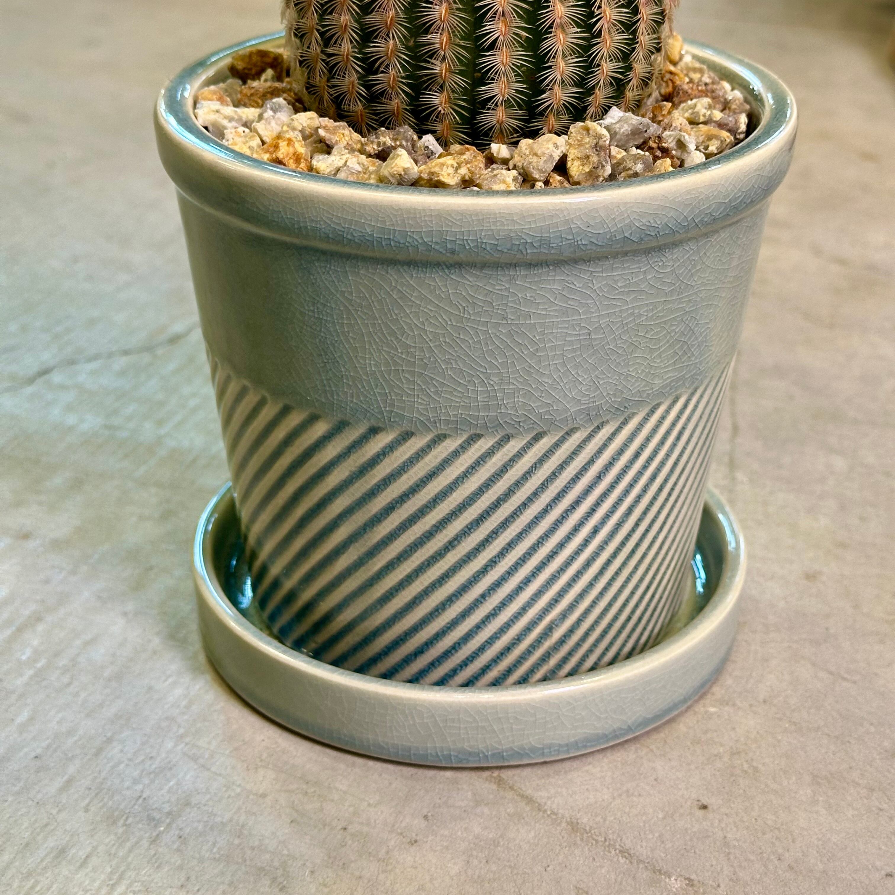 エキノセレウスサボテン・紫太陽 | barrelplants_BONSAI