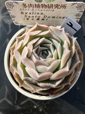 【現物商品】hyalina,Santo Domingo（実生選抜）②