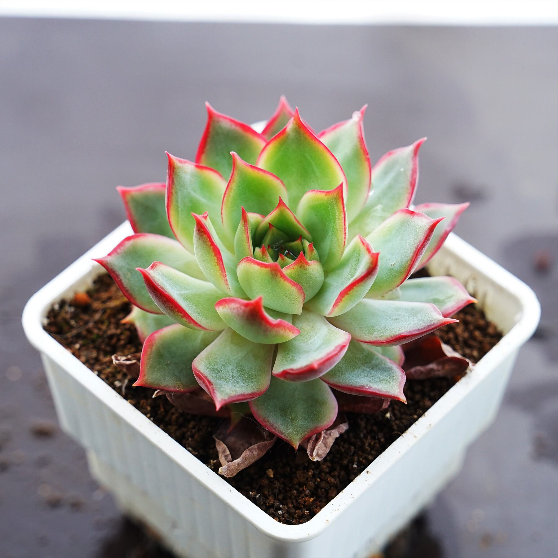 多肉植物 カット苗 モリモリ 丸型2 抜き苗 ロータスランプ 多肉植物 カット苗 モリモリ 丸型2 抜き苗 ロータスランプ