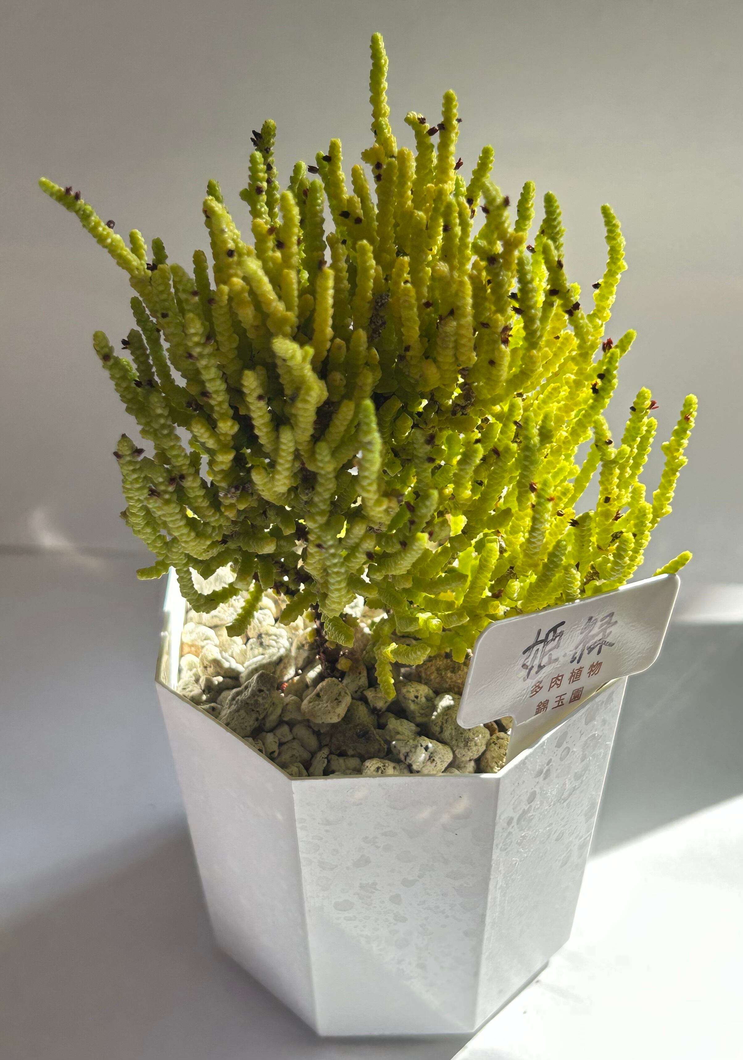 GREEN JAM foliageplant