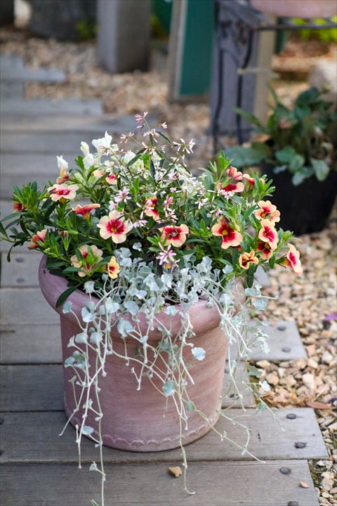 ❤️みーこ様❤️専用のページ❤️寄せ植え❤️ オニ通