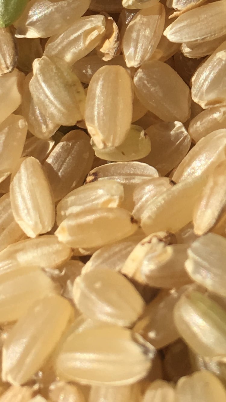 新米！令和7年産 玄米4Kg 淡路島産 農薬不使用 化学肥料不使用 (税込