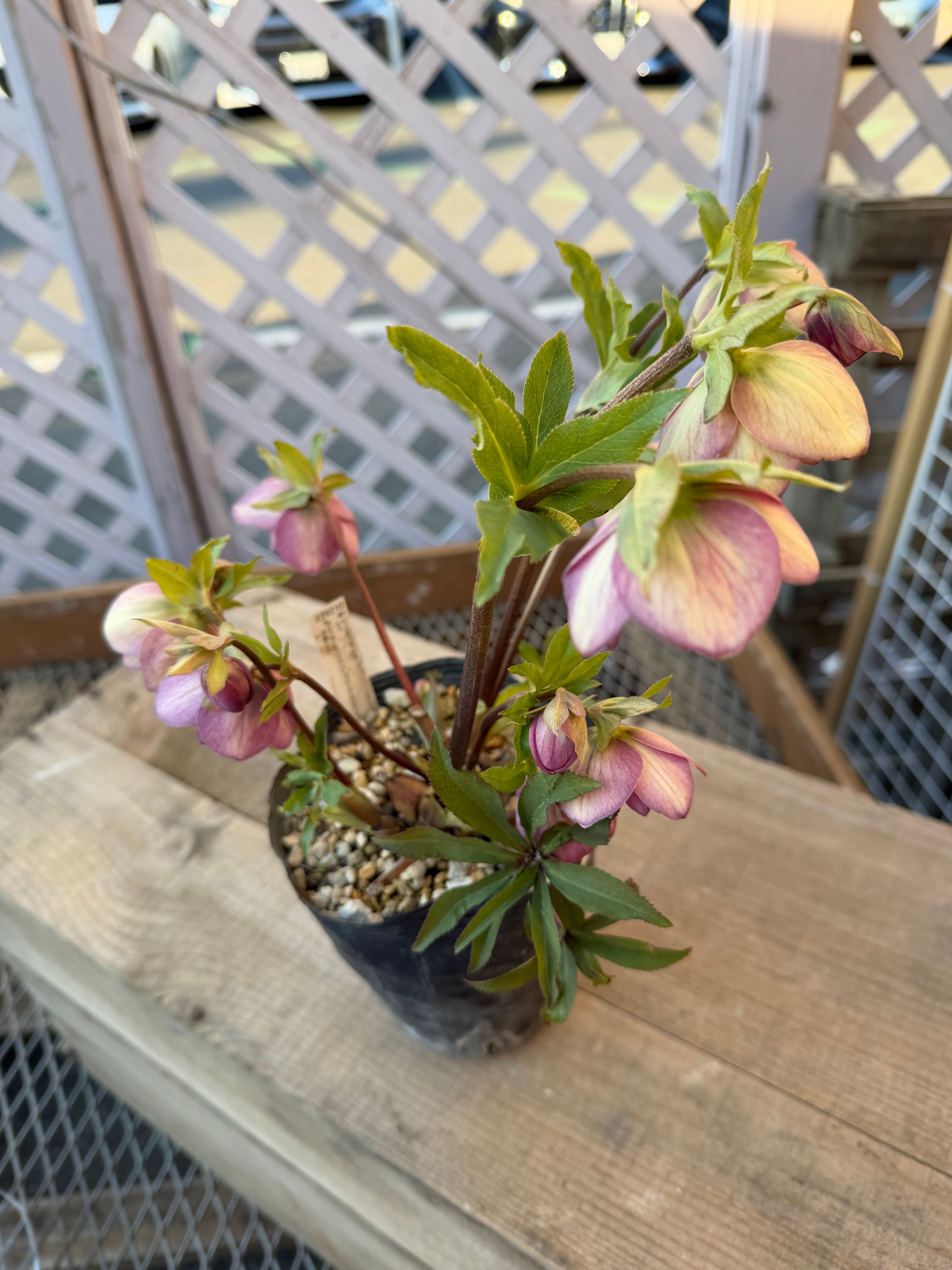 微香フレグランスピンク かぐやhyb交配 加藤農園 クリスマスローズ