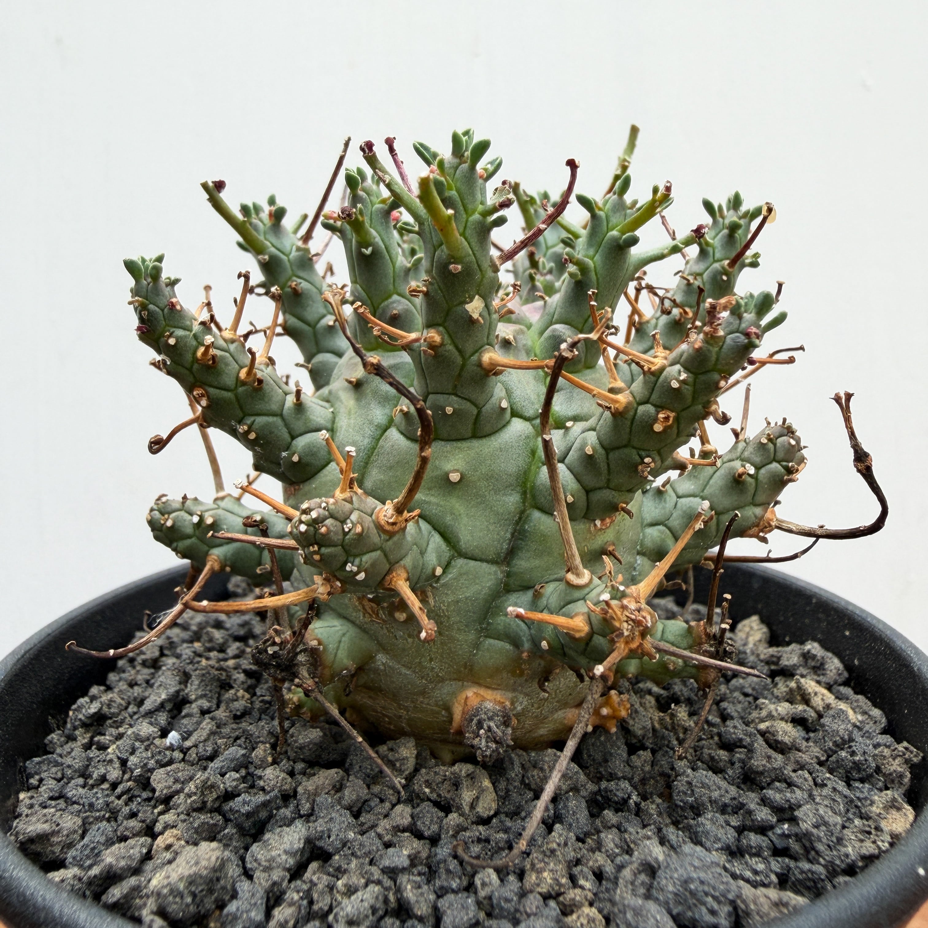 特大 ユーフォルビア デセプタ Euphorbia Decepta【ユーフォルビア・デセプタ・実生】 | RIMO'S GREEN
