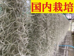 国内増殖　100ｇ・1束　　太葉スパニッシュモス　エアープランツ Tillandsia サルオガセモドキ チランジア　