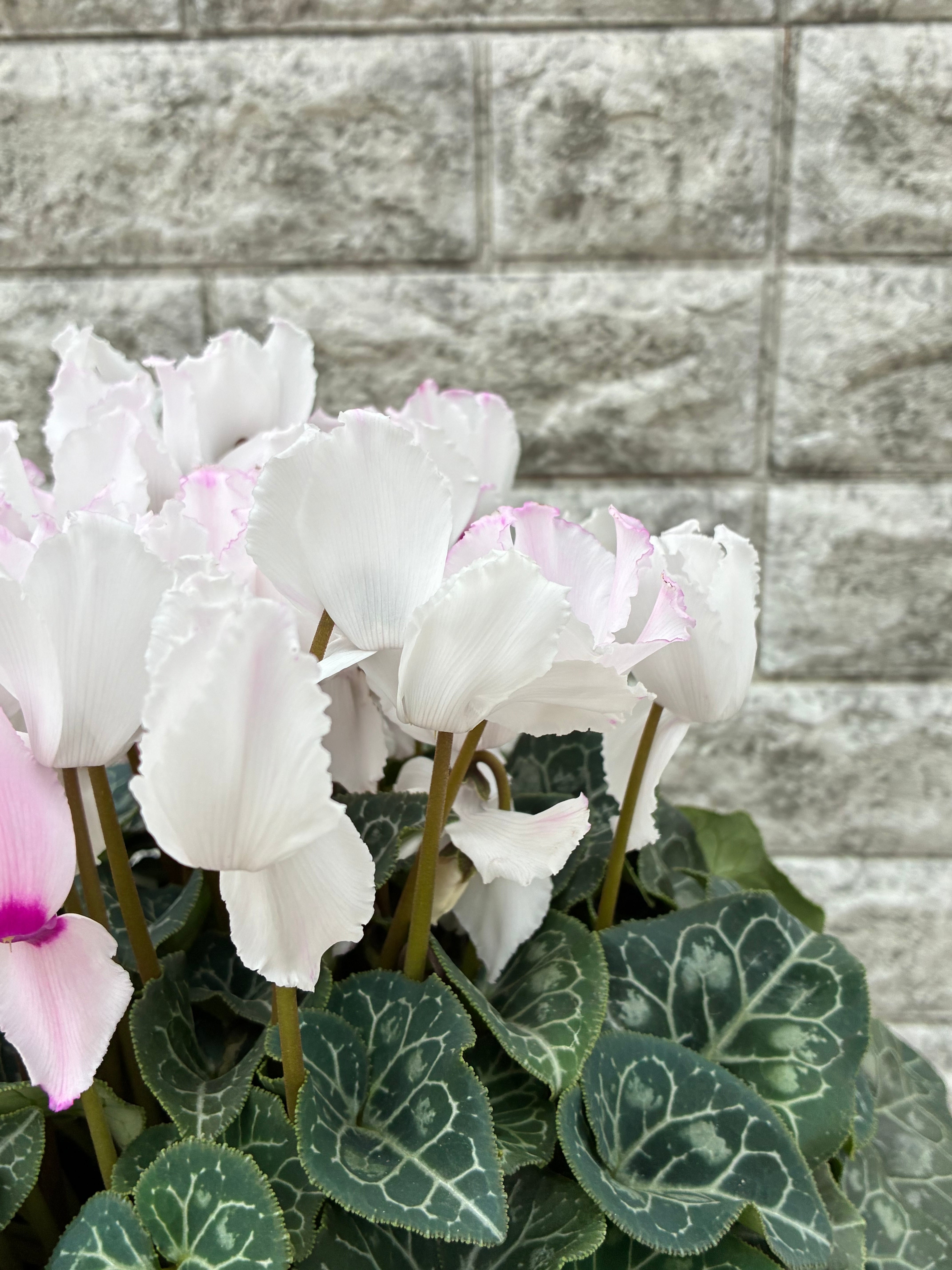 シクラメン6号鉢/クリスマスキャロル | 三浦園芸