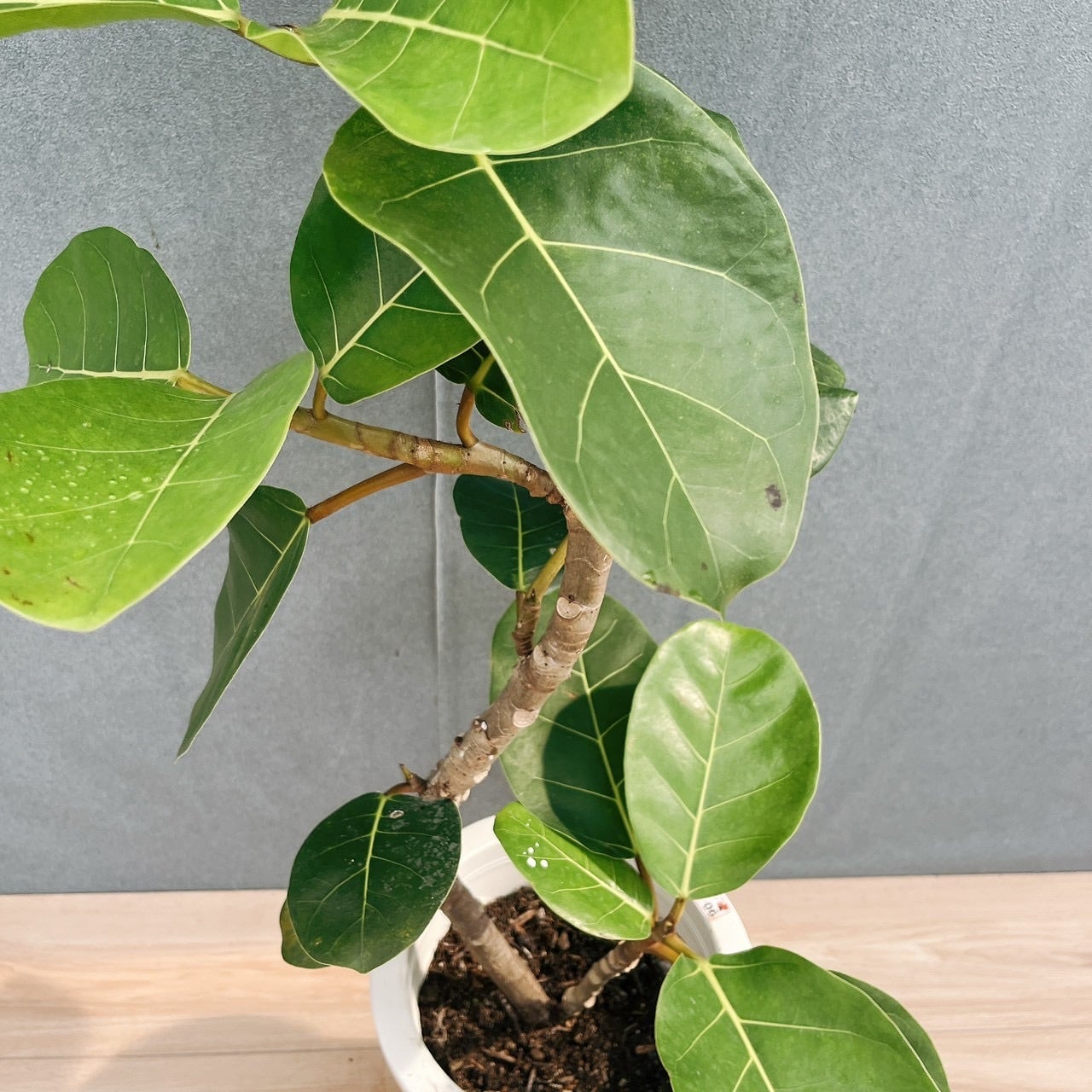 現品］【希少】21番 フィカス アフリカンプリンス 8号 観葉植物 室内