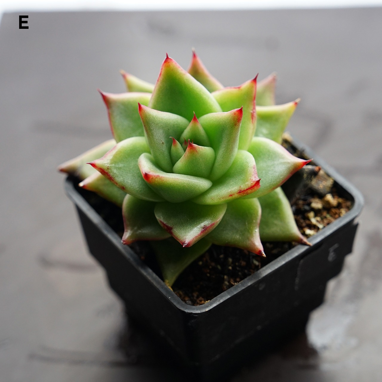 選べる抜き苗 アガボイデス エボニー 実生 Echeveria agavoides 'Evony'