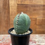 Astrophytum 三角ヘキラン