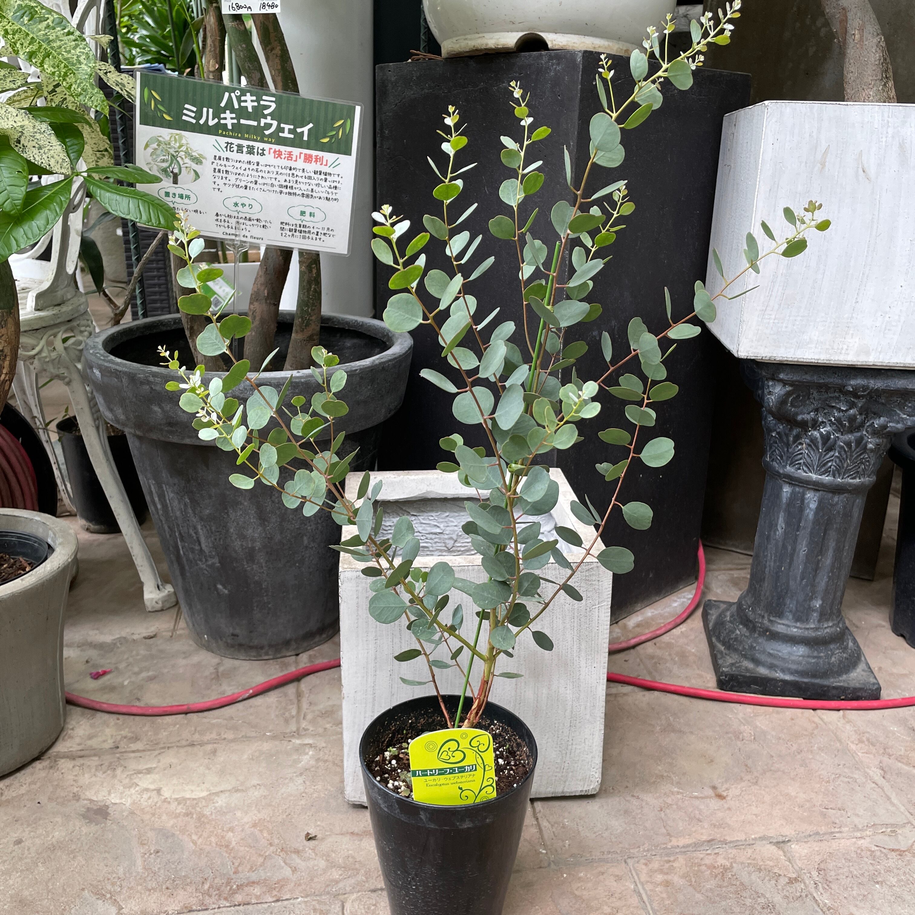 ユーカリ出品 ユーカリ：アップルボックス5号鉢植え の通販 | 園芸ネット