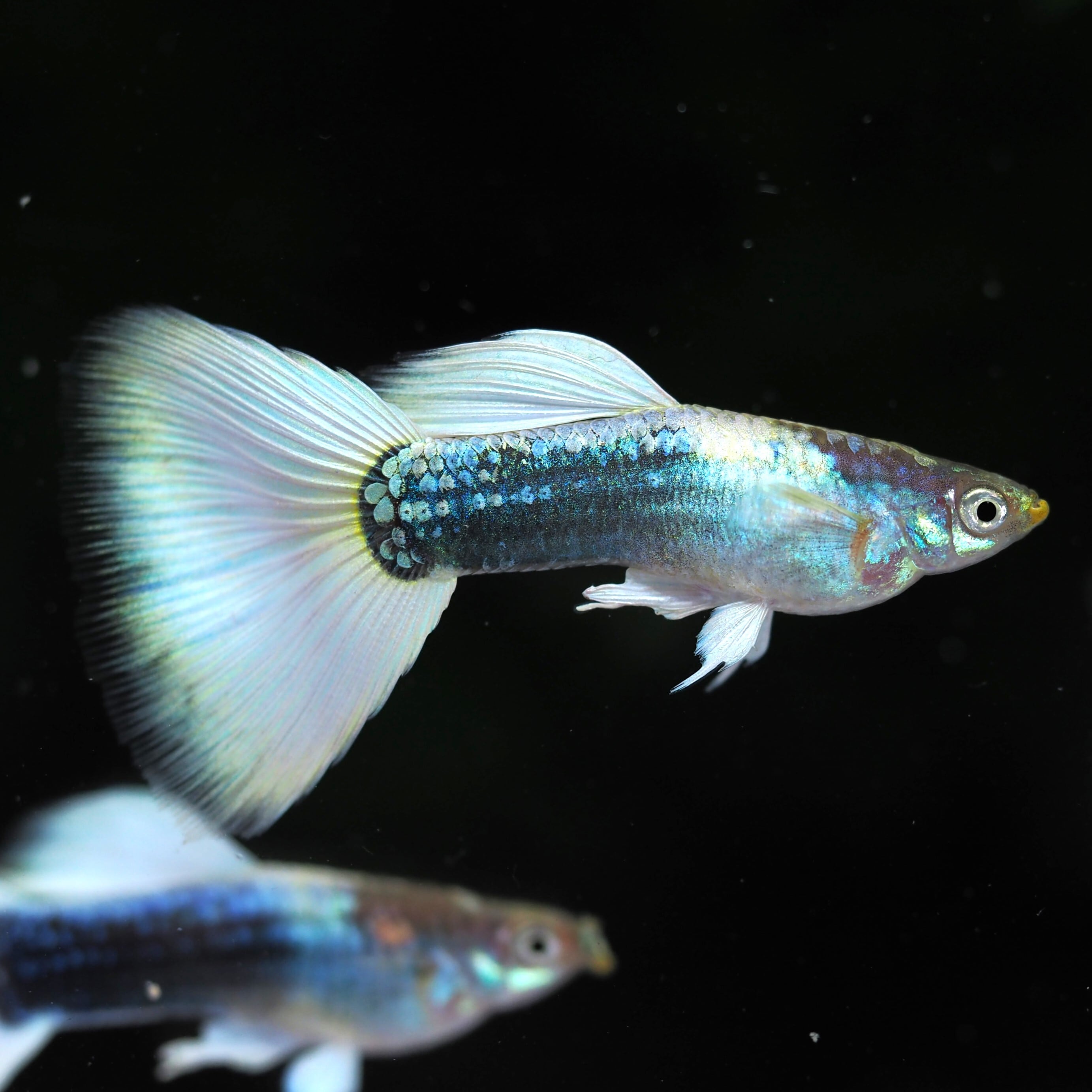GUPPY | 伊豆グッピーファーム