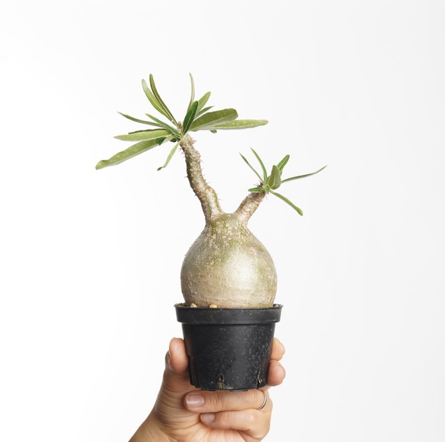 パキポディウム グラキリス no.3〈発根済み〉