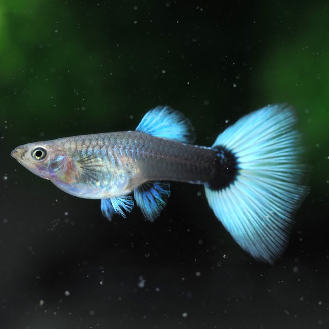 【セール】ドイツイエロータキシード　2ペア＋おまけメス2匹