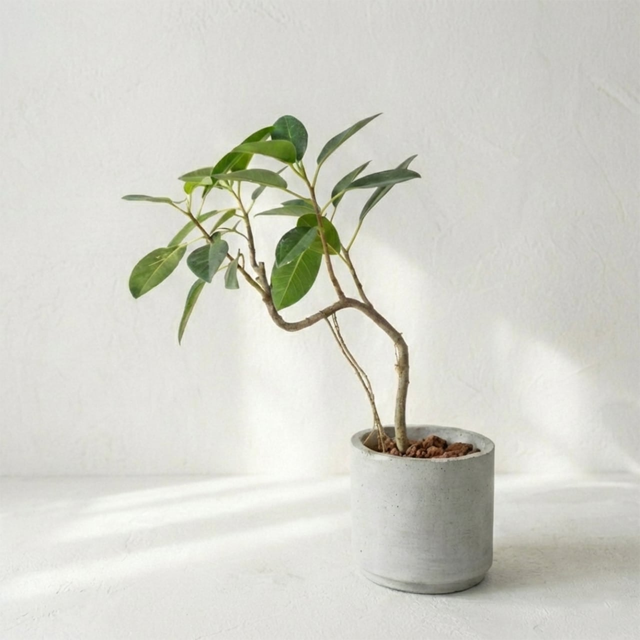 【良樹形】フランスゴムの木 幹曲がり モルタル鉢 観葉植物 初心者でも安心 育て方カード付 ■虫発生抑制【全国一律送料850円】