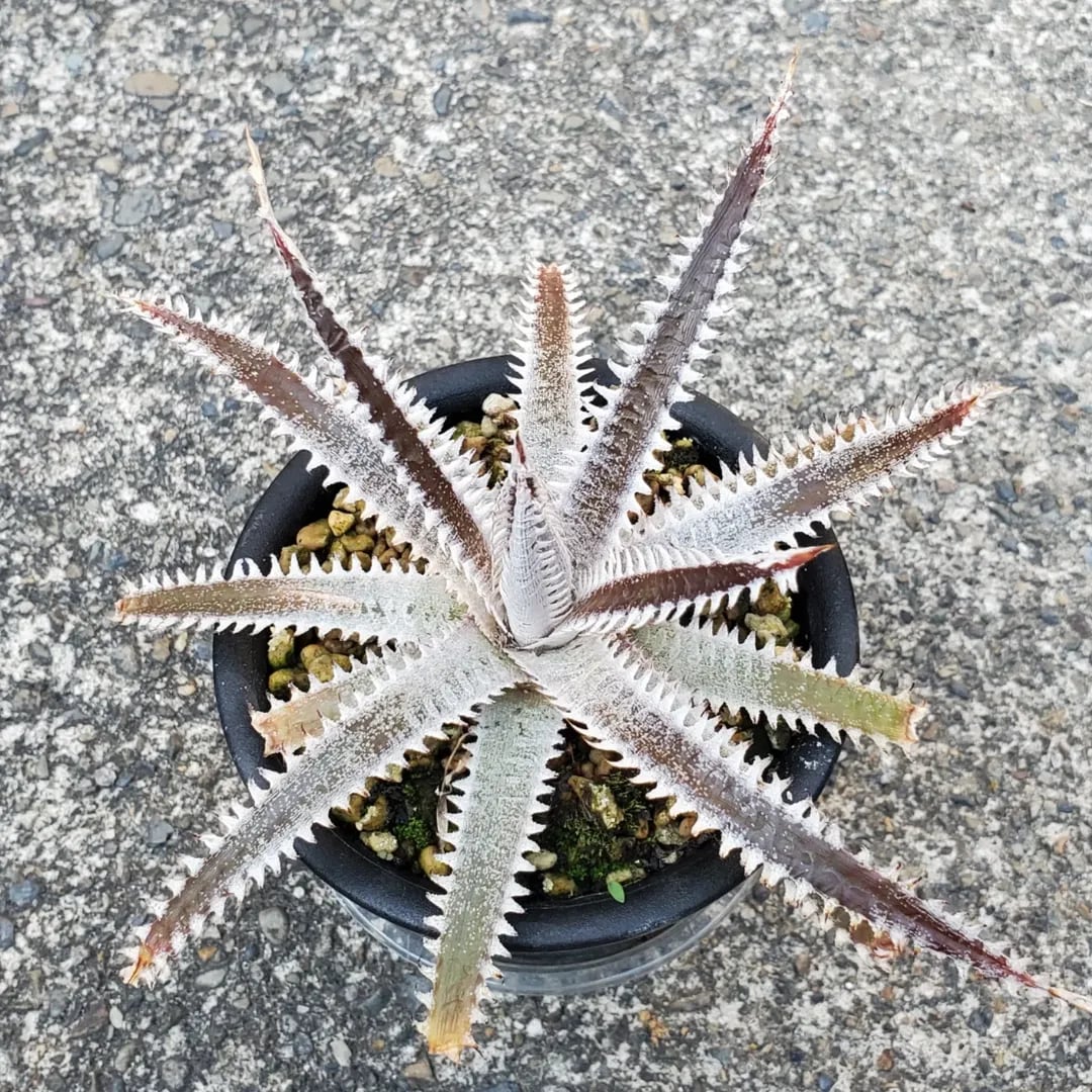 Dyckia（ディッキア） | レアプランツ通販サイトPlants Maniax