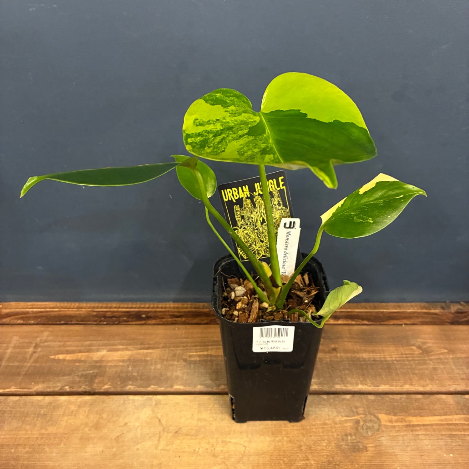 パキポディウム ウィンゾリー【152】 | PROTOLEAF プロトリーフ