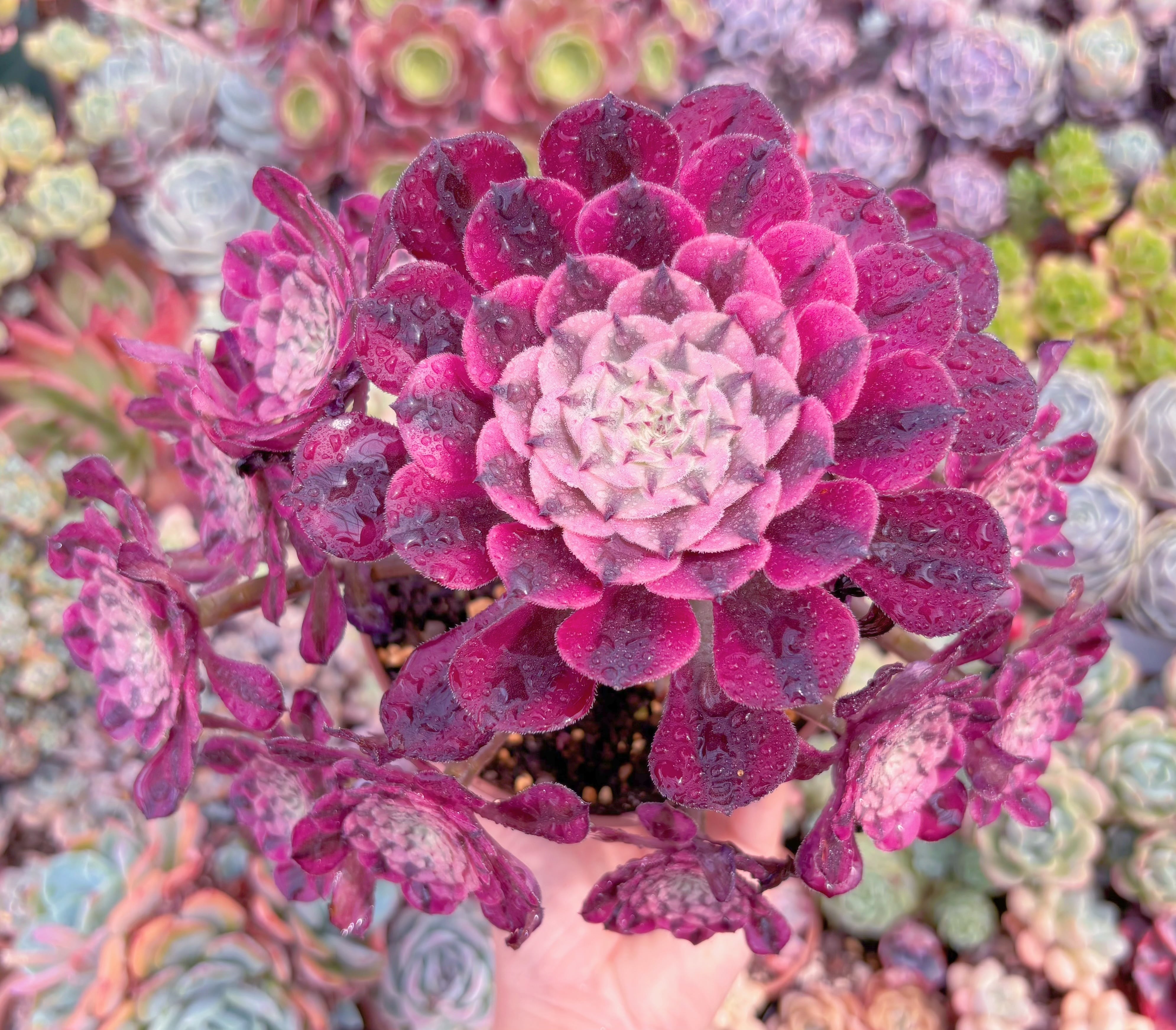 現品　ガーネット錦#C29　特大群生　るる農園