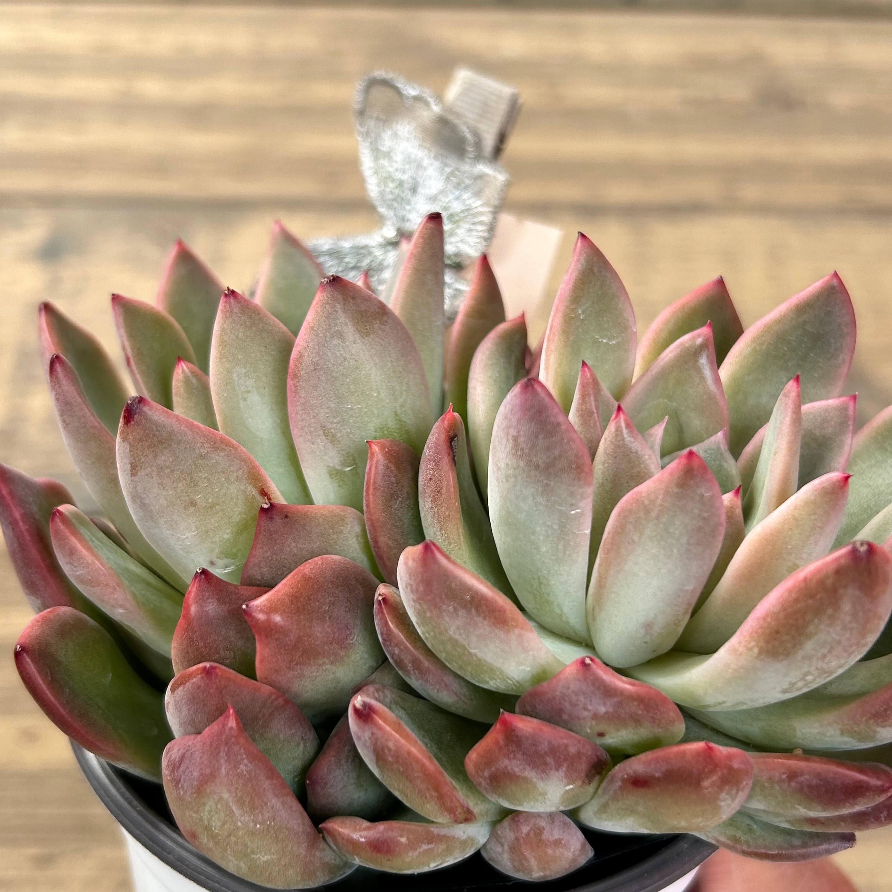 ブルーシャトー | RuPo 多肉植物専門店