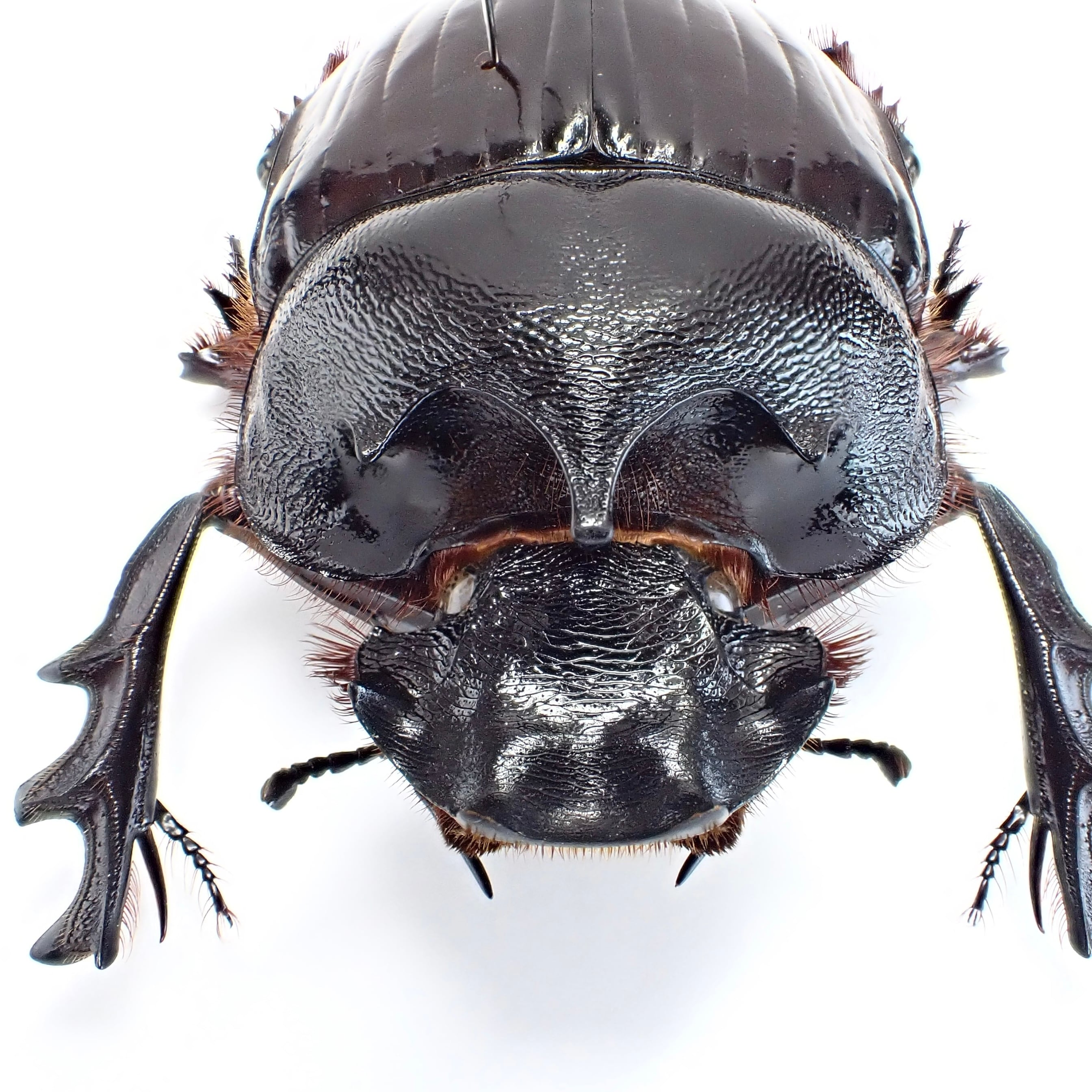 ケニア産 Heliocopris dilloni ♂ 57mm | 昆虫標本 Diggers & Rollers