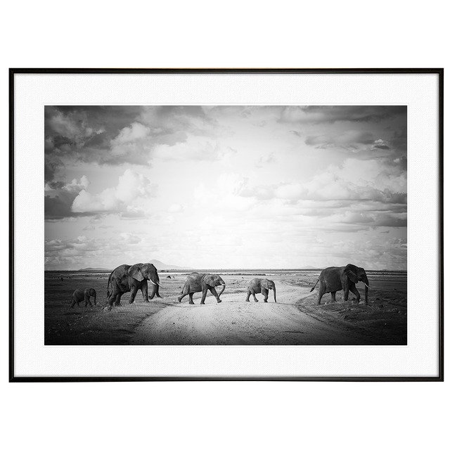 動物写真 象 インテリア モノクロアートポスター額装 AS1302