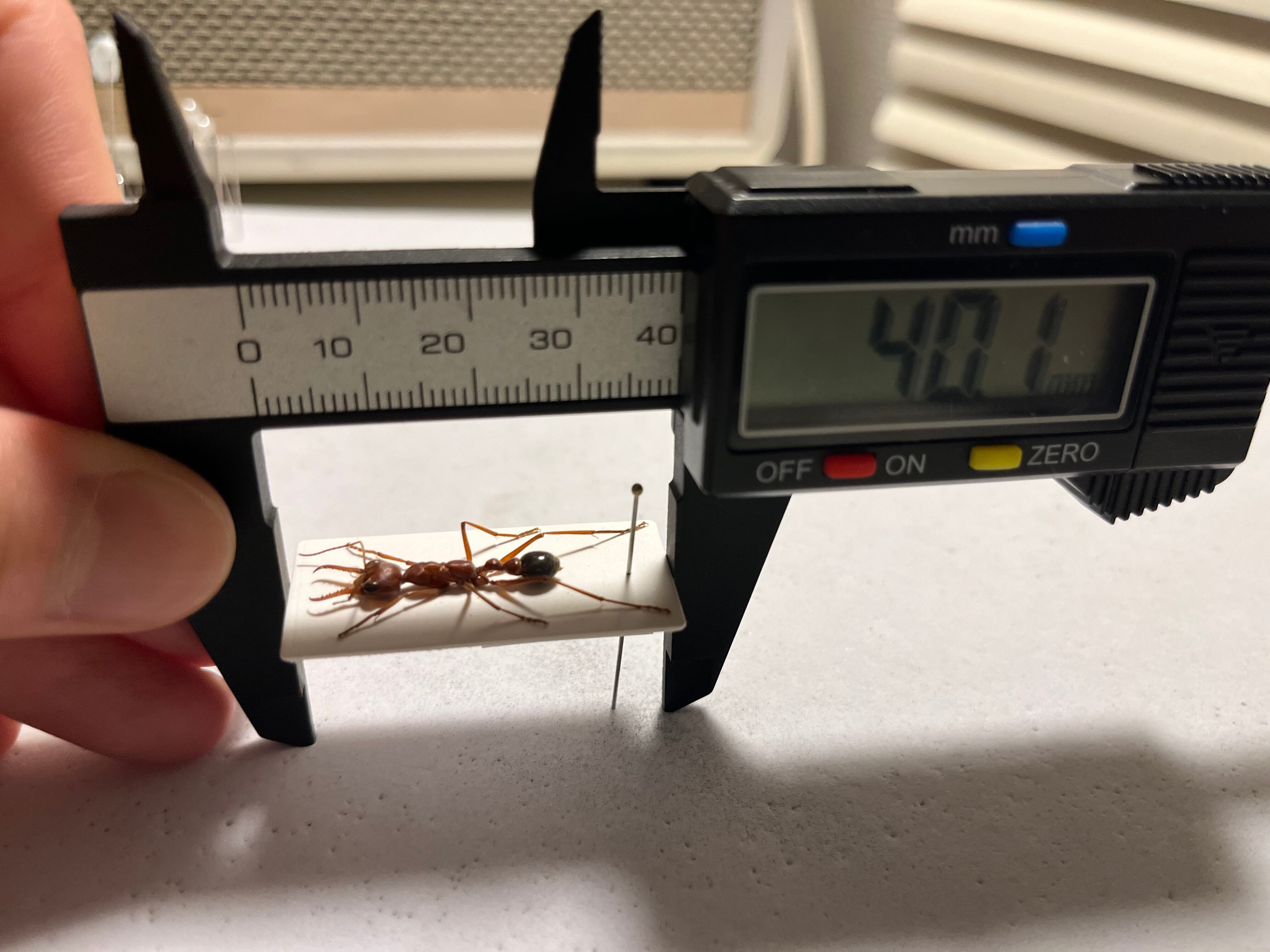 25mm】ブルドッグアント 標本 サスライアリドライバーアリ カマキリ