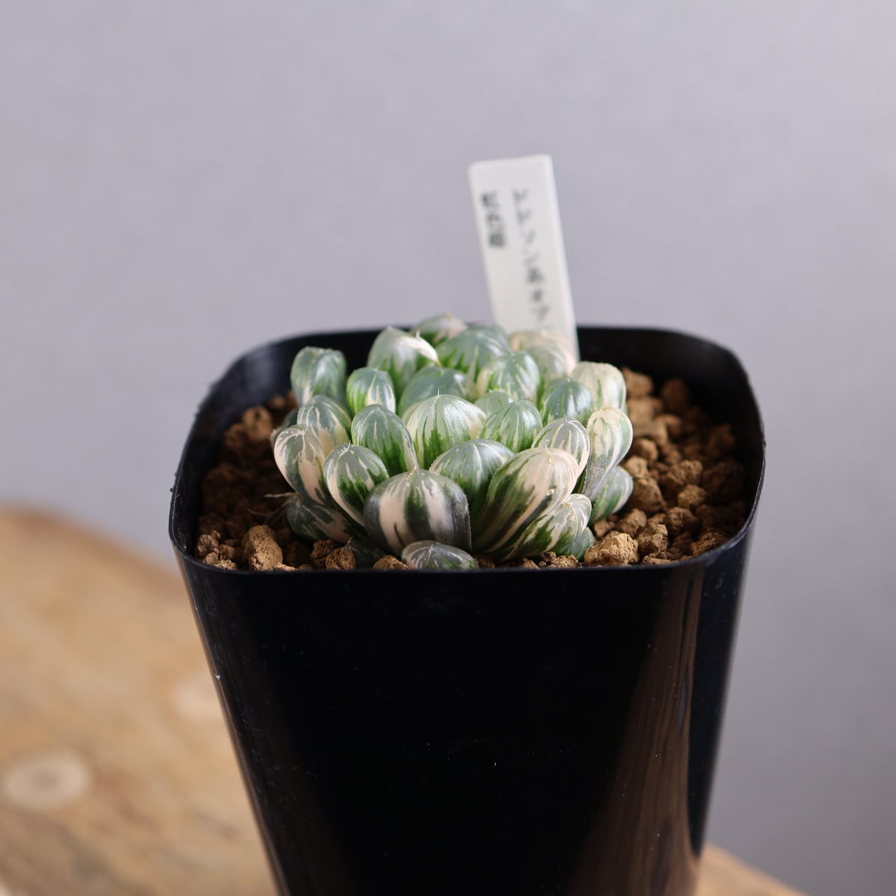 ALL ITEM | MARX PLANTS | 観葉植物・多肉植物・塊根植物