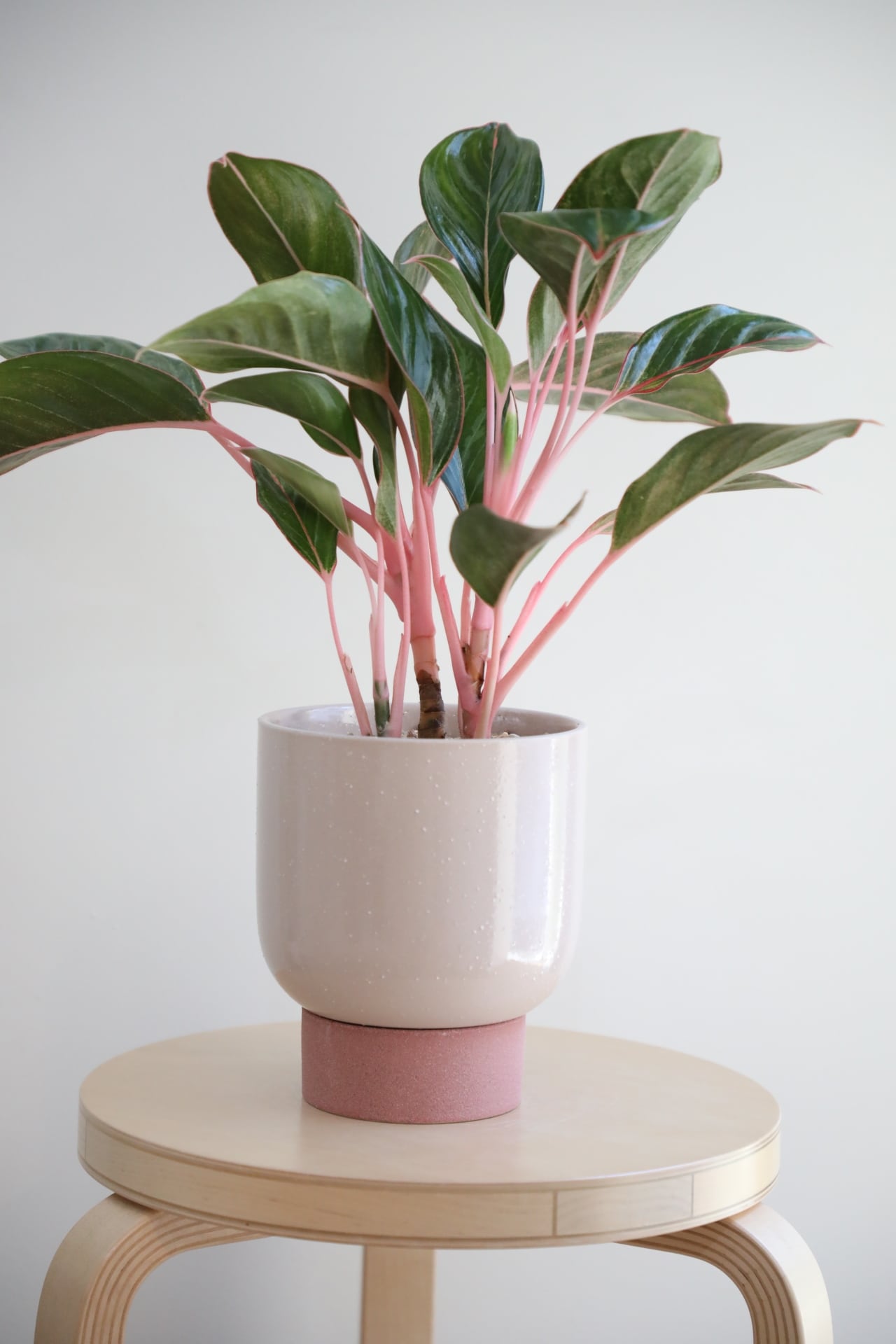 M】【希少】アグラオネマ モンコンファイ/Aglaonema | 【厳選植物・器