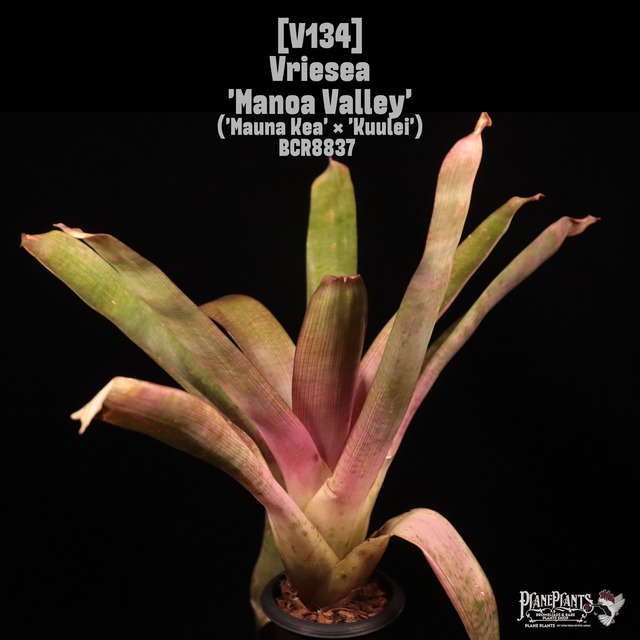 【reserved】Werauhia kupperiana〔ウェラウヒア〕現品発送W1
