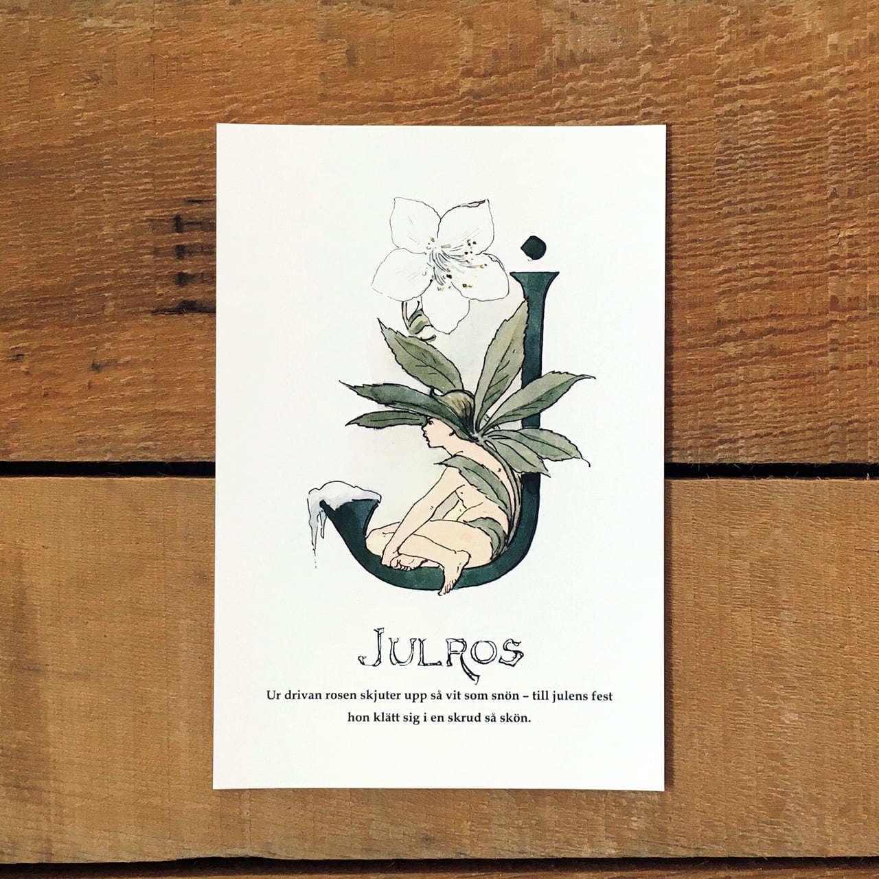 ポストカード「クリスマスローズ@JULROS（王子たちの花文字 - 10