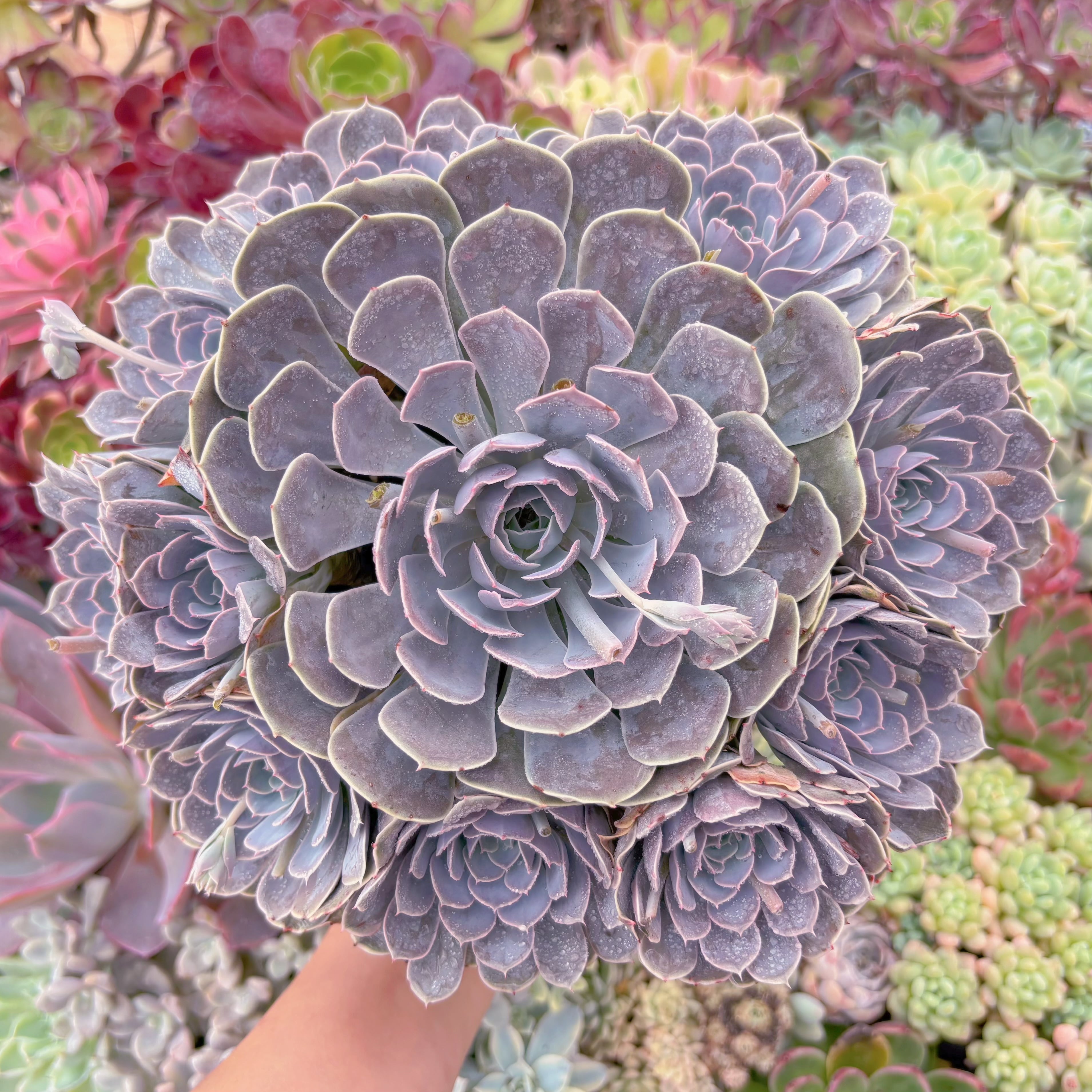 現品　天賜#B14　特特大群生　直径約28cm　るる農園