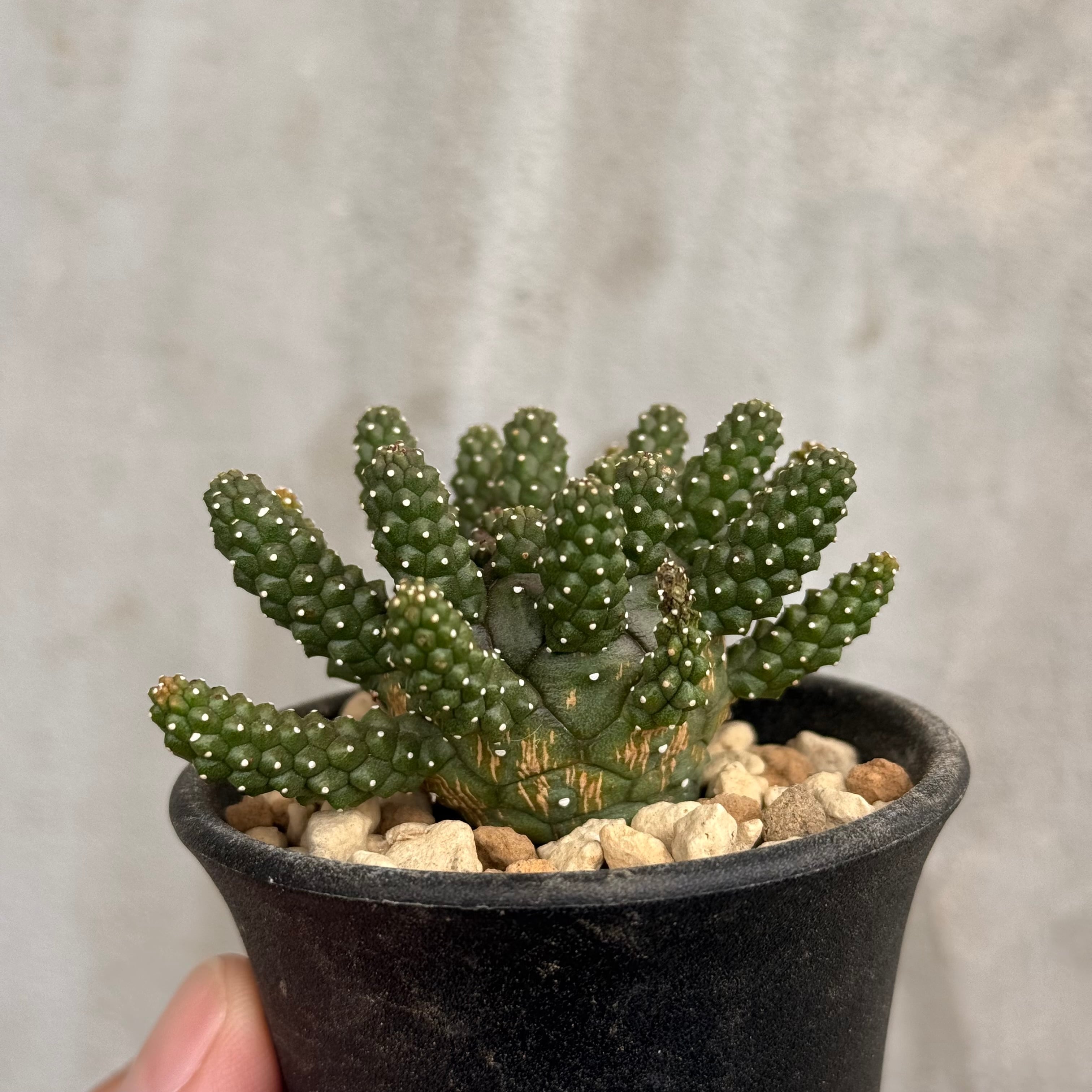 植物×作家鉢 【植え込み済み】 | A-PLANTS