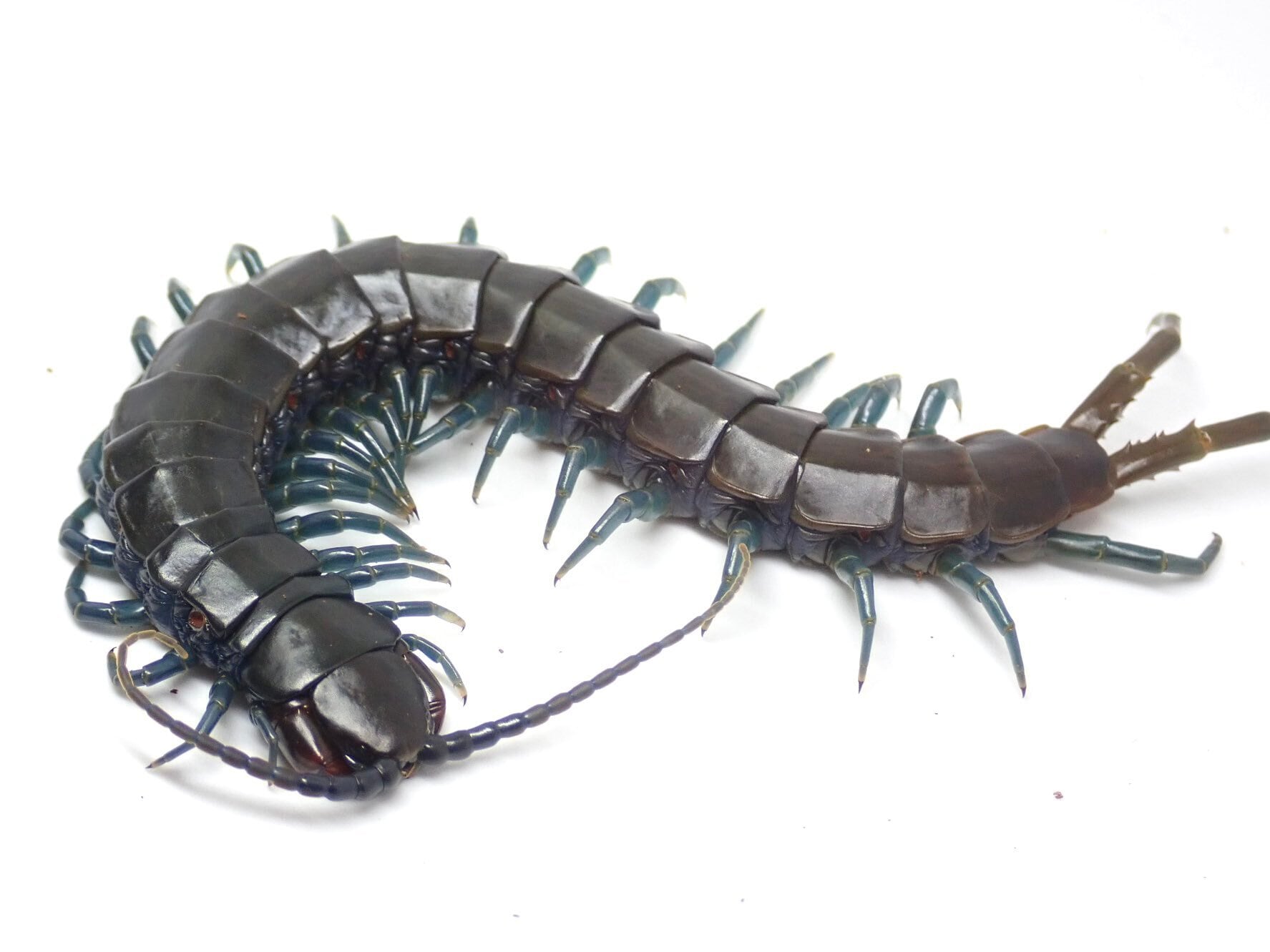 繁殖個体 | Bug Bug bugs 【奇蟲専門店】