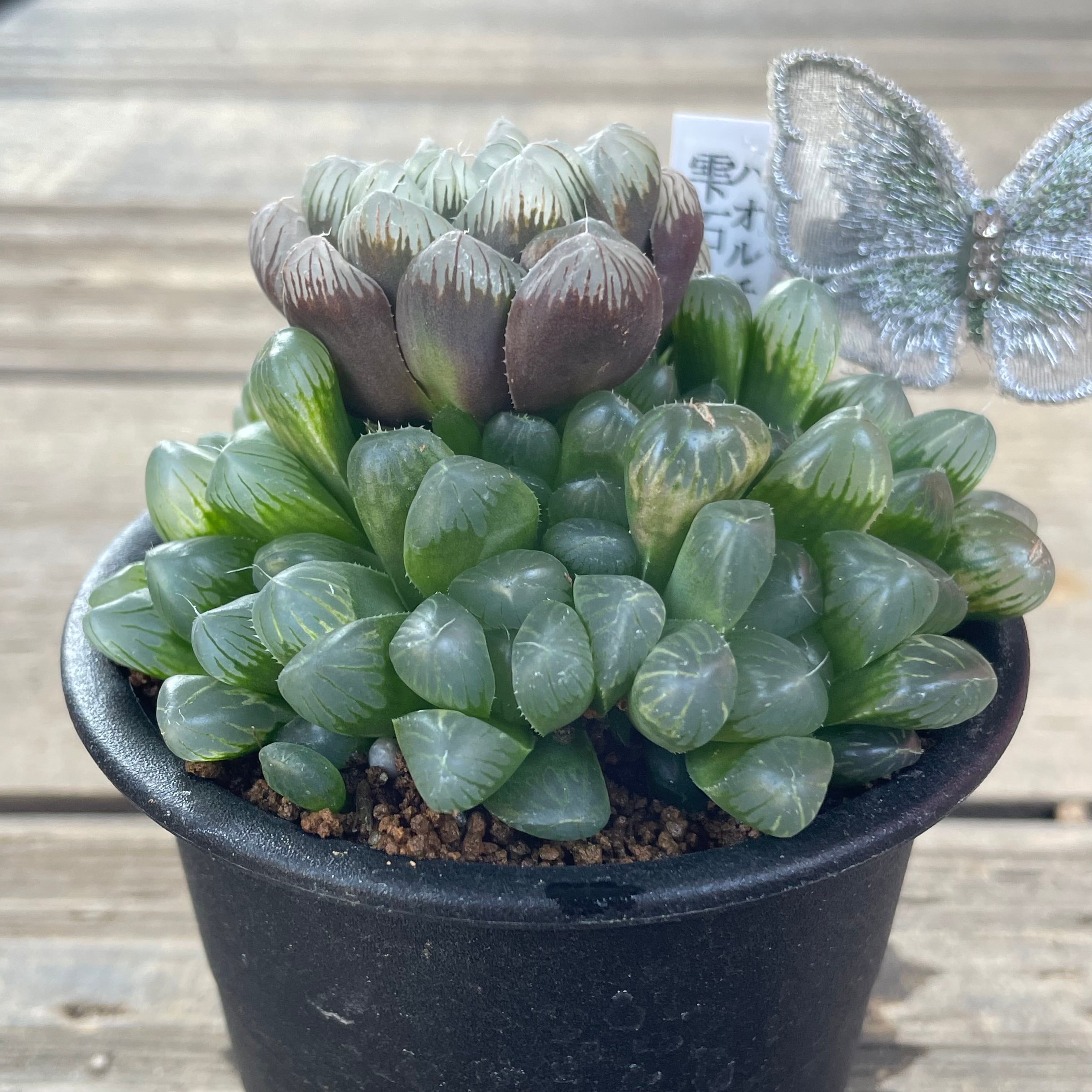 2cbc382975310e842e51d4a80dce8f