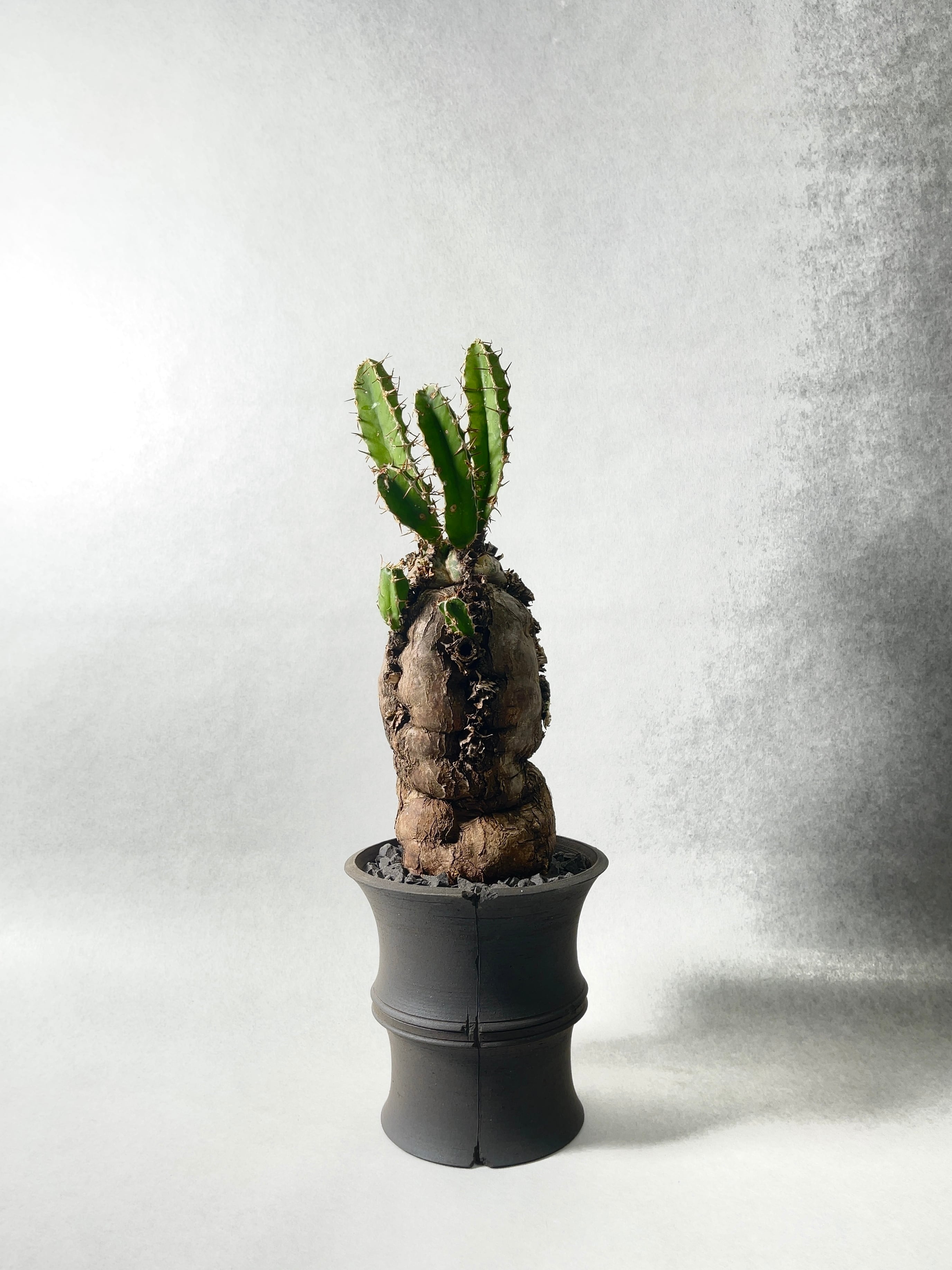 ユーフォルビア　ムランジーナ ユーフォルビア ムランジーナを追加しました！ – linkplants