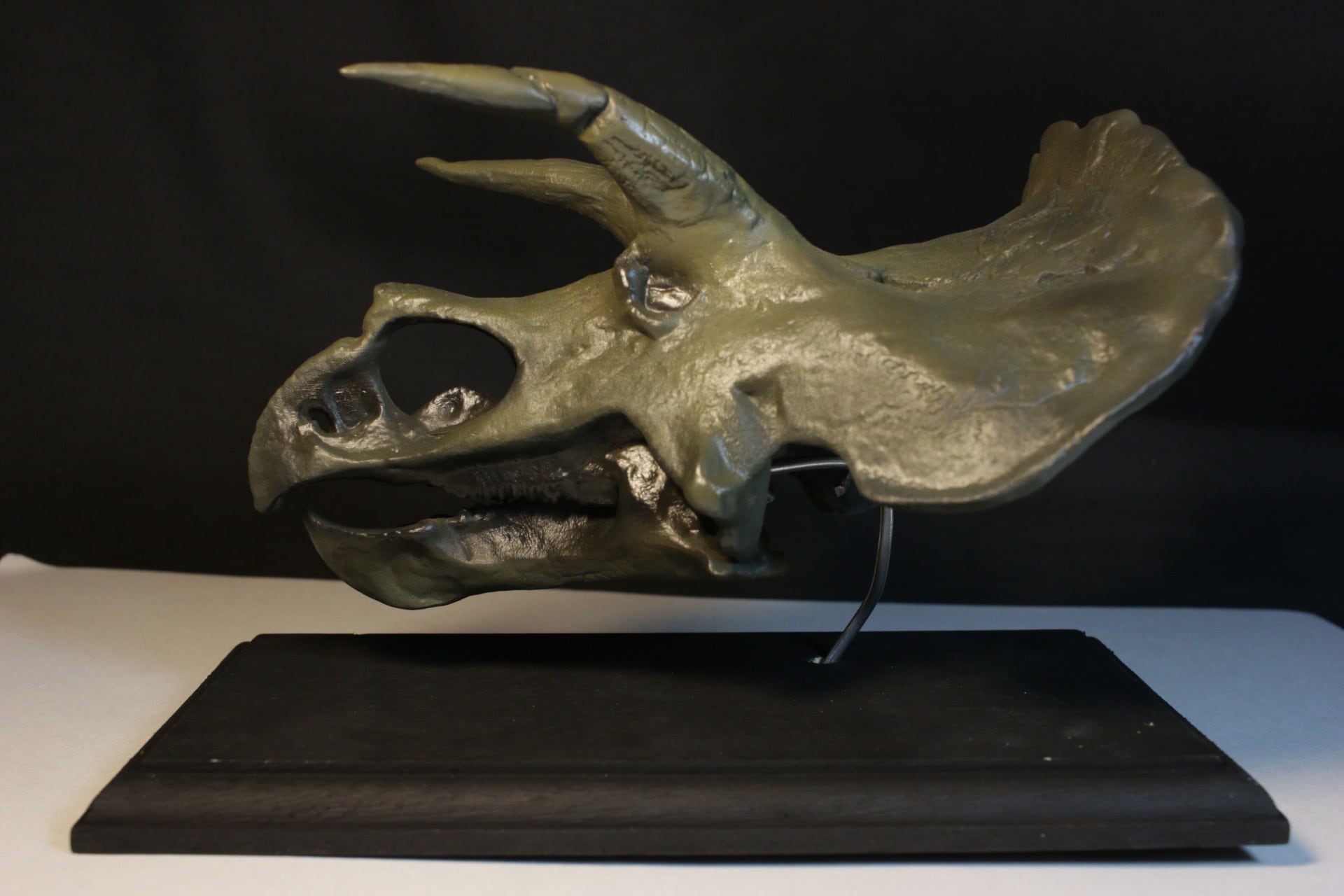 【Shamrock】トリケラトプス  頭骨レプリカ 外箱なしし 約15㎝】トリケラトプス 縮小 頭骨レプリカ【台座付き