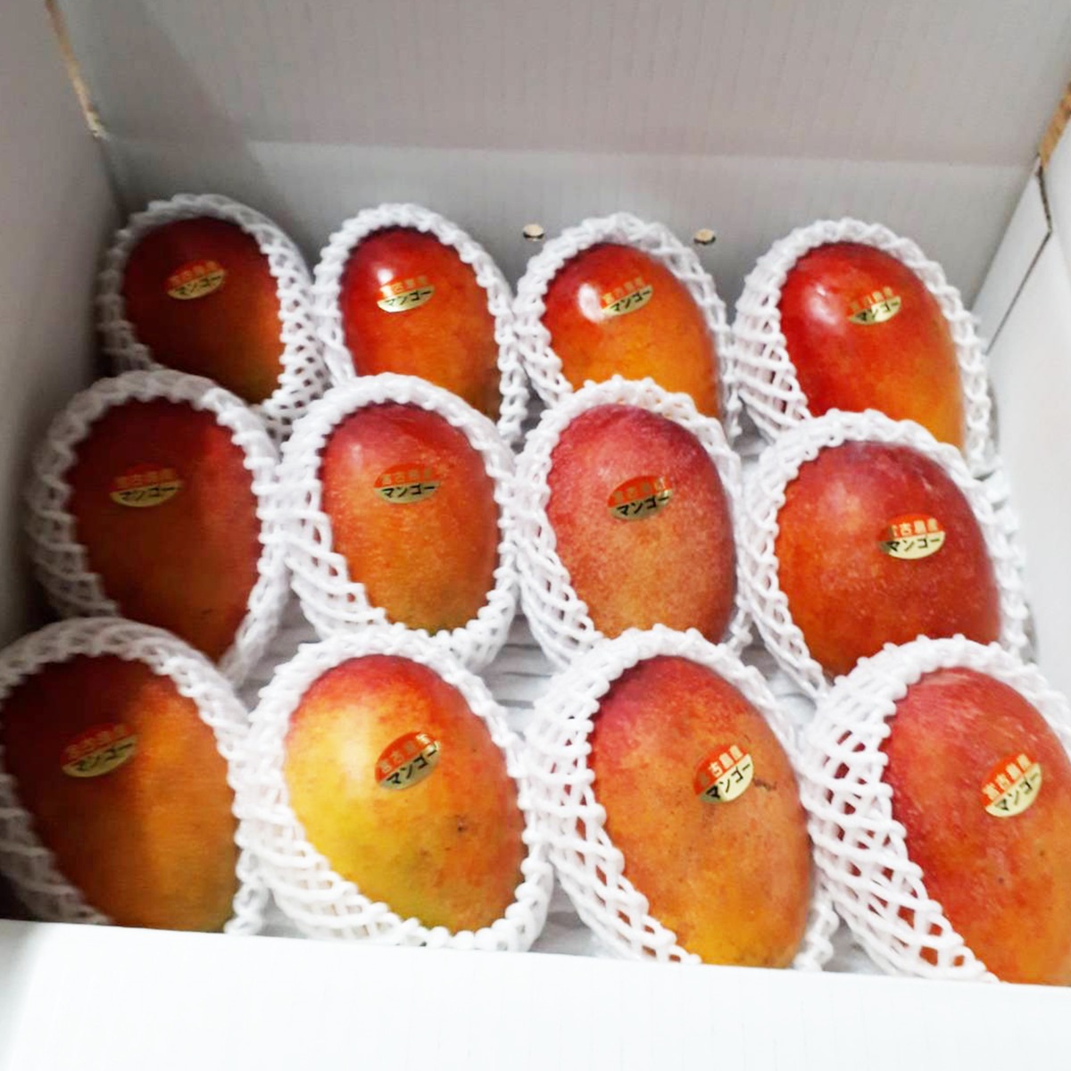 宮古島産摘果マンゴー 16kg 果物（aamirsoso.sakhisundari.com）
