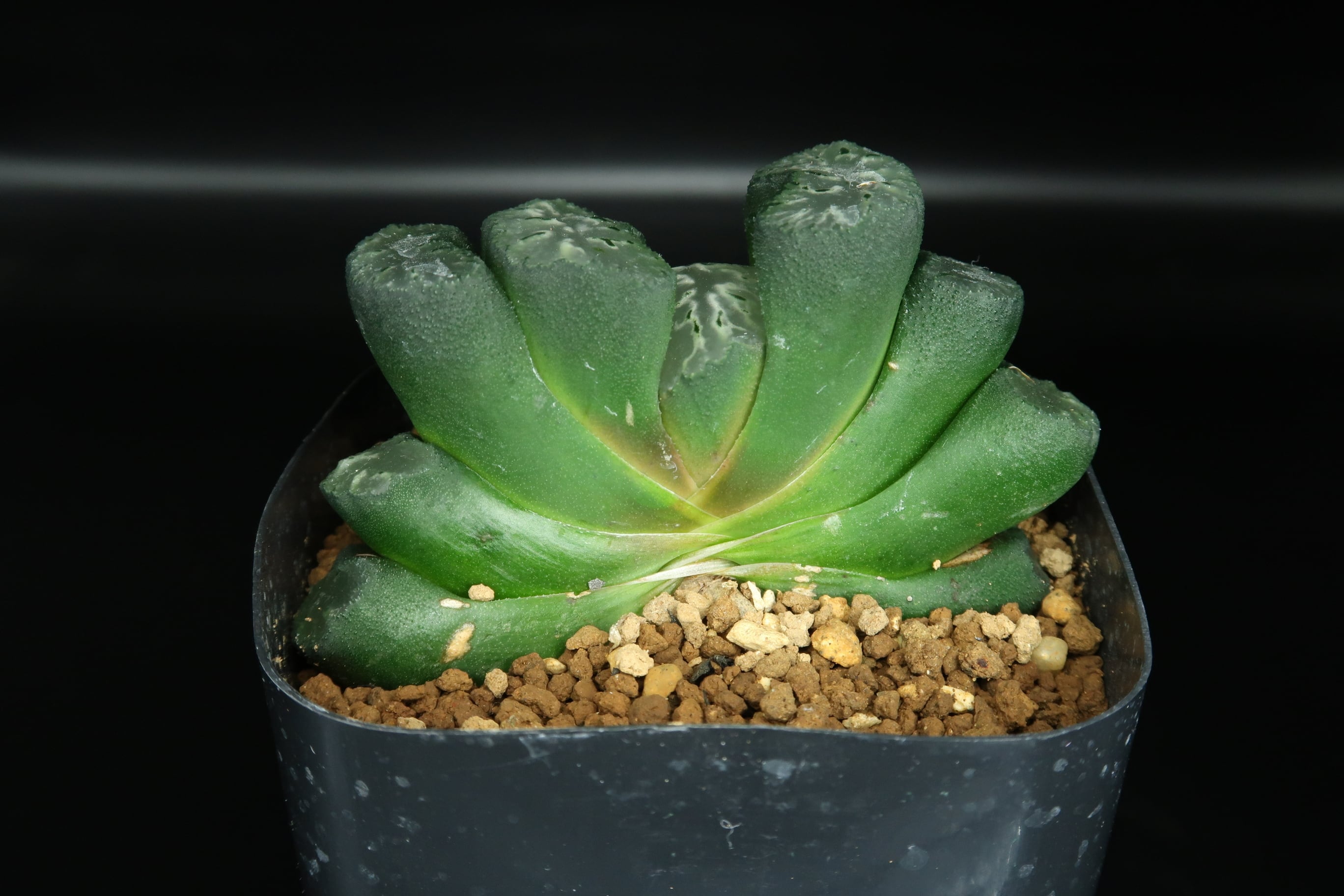 アガベ セルシーノバ Agave Celsii Nova 多肉植物 観葉植物 アガベ セルシーノバ Agave Celsii Nova 多肉植物 観葉植物