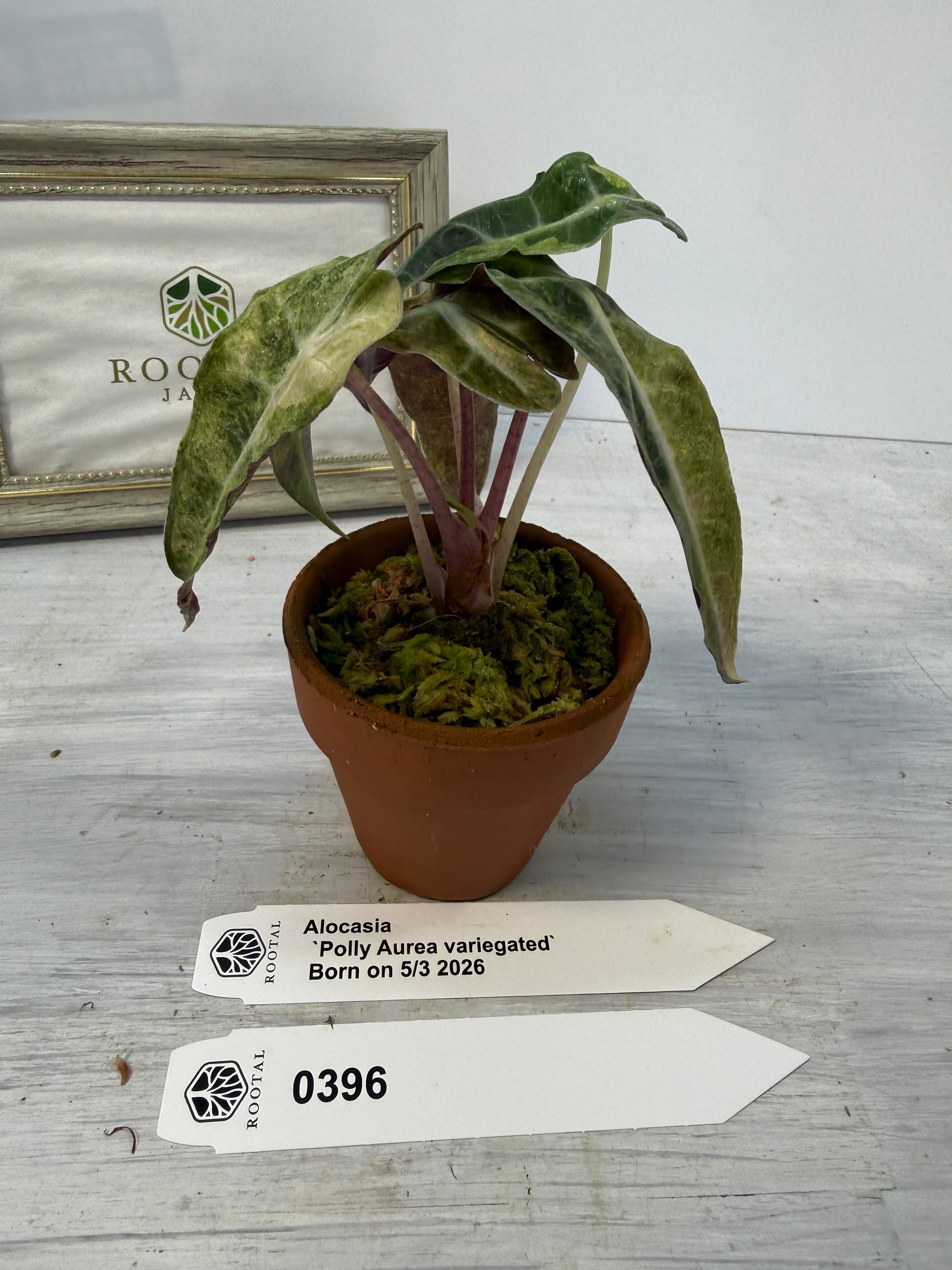 アロカシア | ROOTALPLANTS