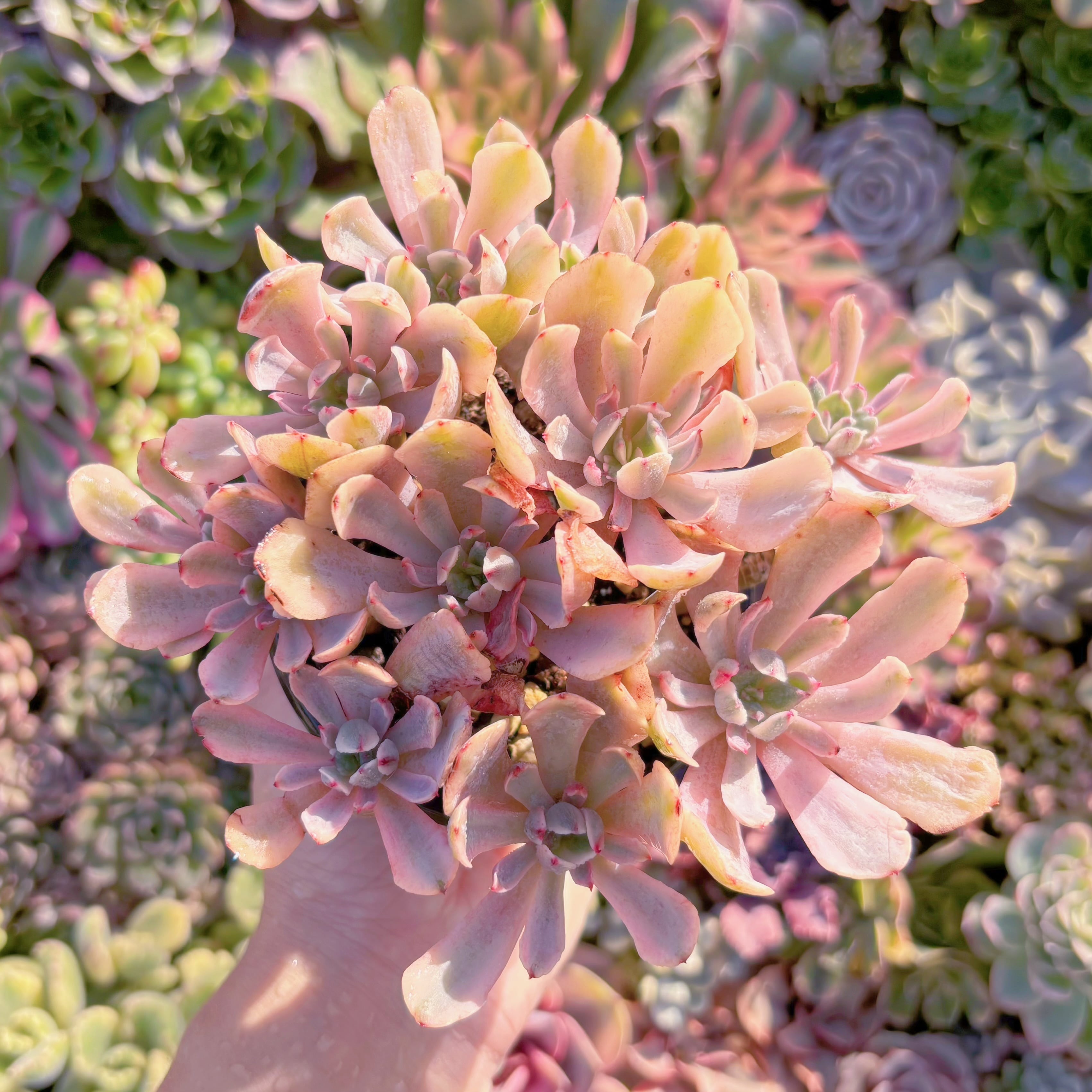 現品　hoveyi錦#M033　大群生　るる農園