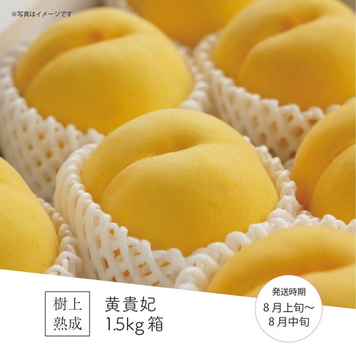 黄貴妃 1.5kg箱（5～6玉）