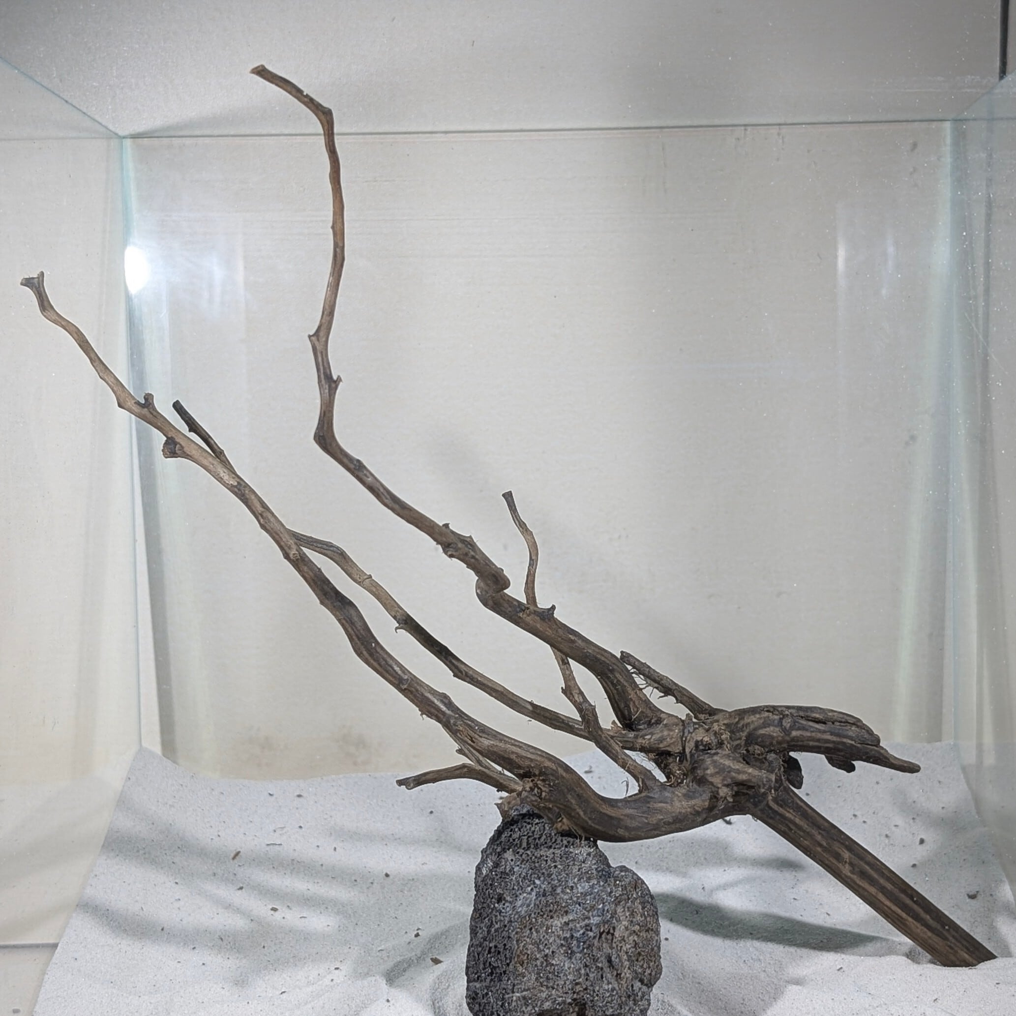 ブラックスマトラブランチウッド【BSB090】 | ペットの流木 水宗工房