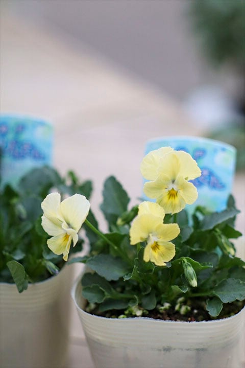 MIYABIさま　Ｓ２３♥神戸べっぴんさん♥超超大人気希少♥花苗ポットごと発送♥ MIYABIさま S23♥神戸べっぴんさん♥超超大人気希少♥花苗ポットごと