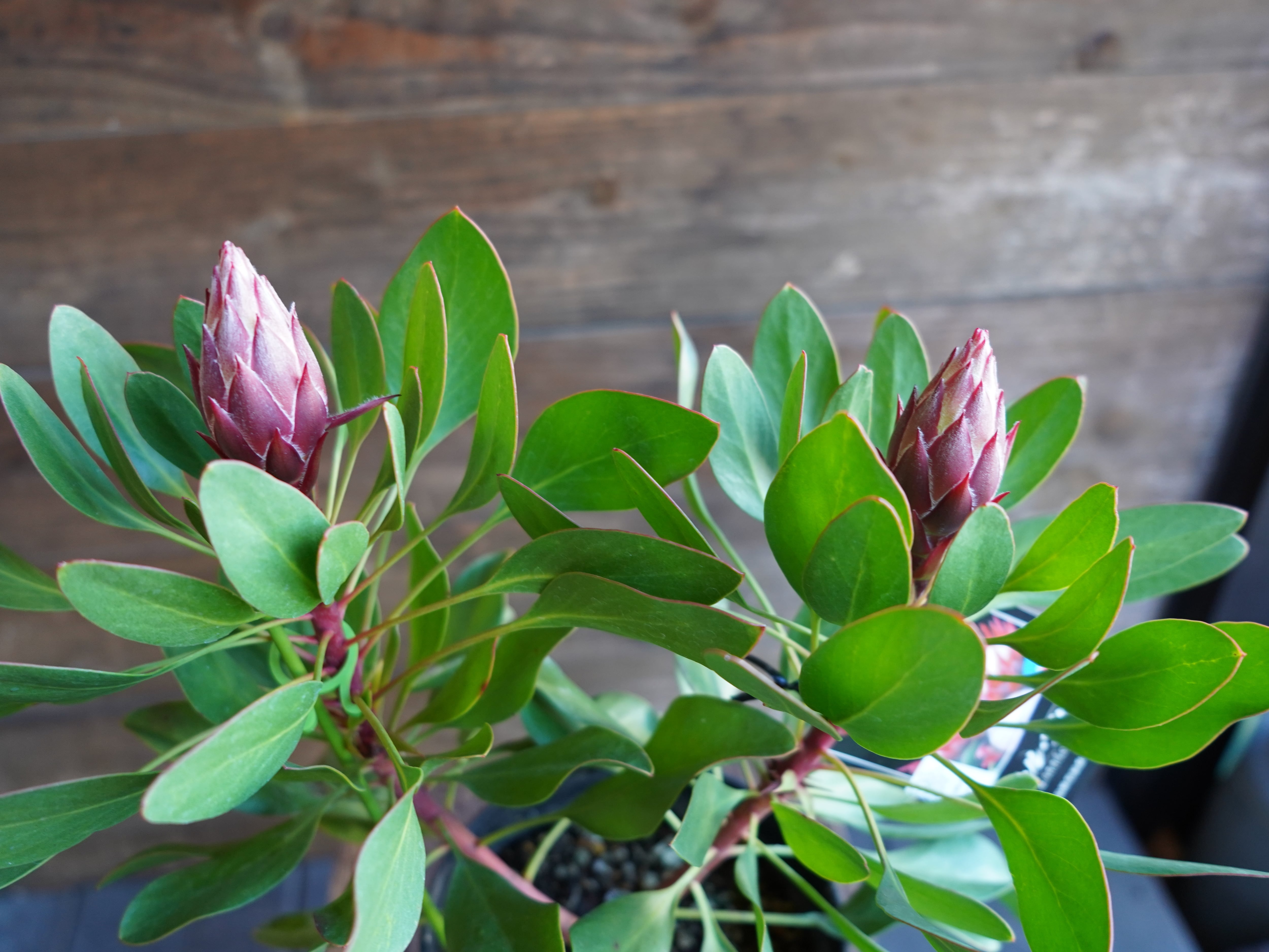 【現物】プロテア ”リトルプリンス” C